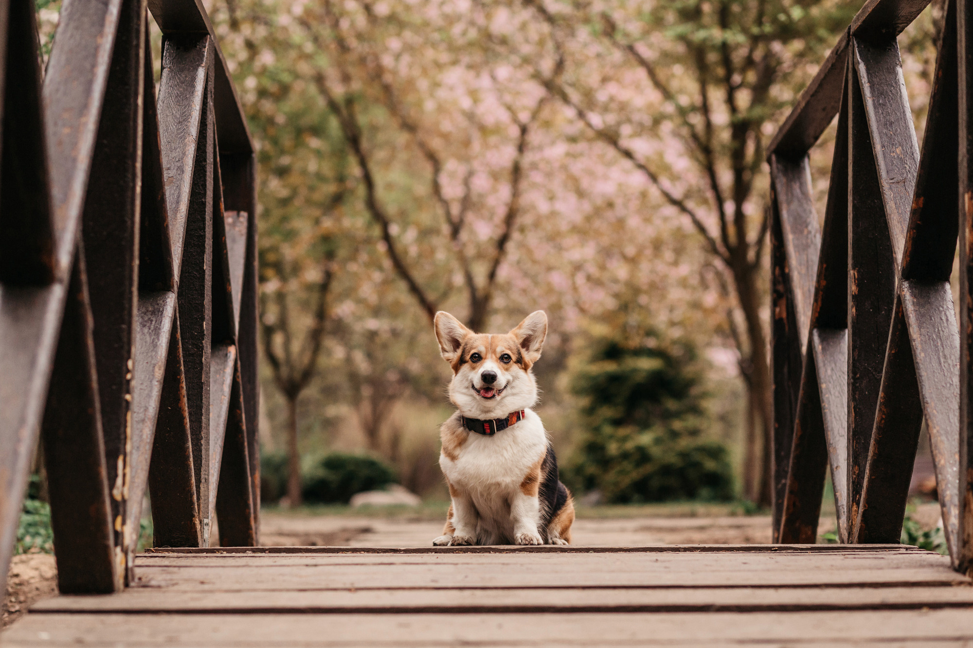 Анна, Рустам и Габи. Фотограф-анималист Елена Радченко, Москва