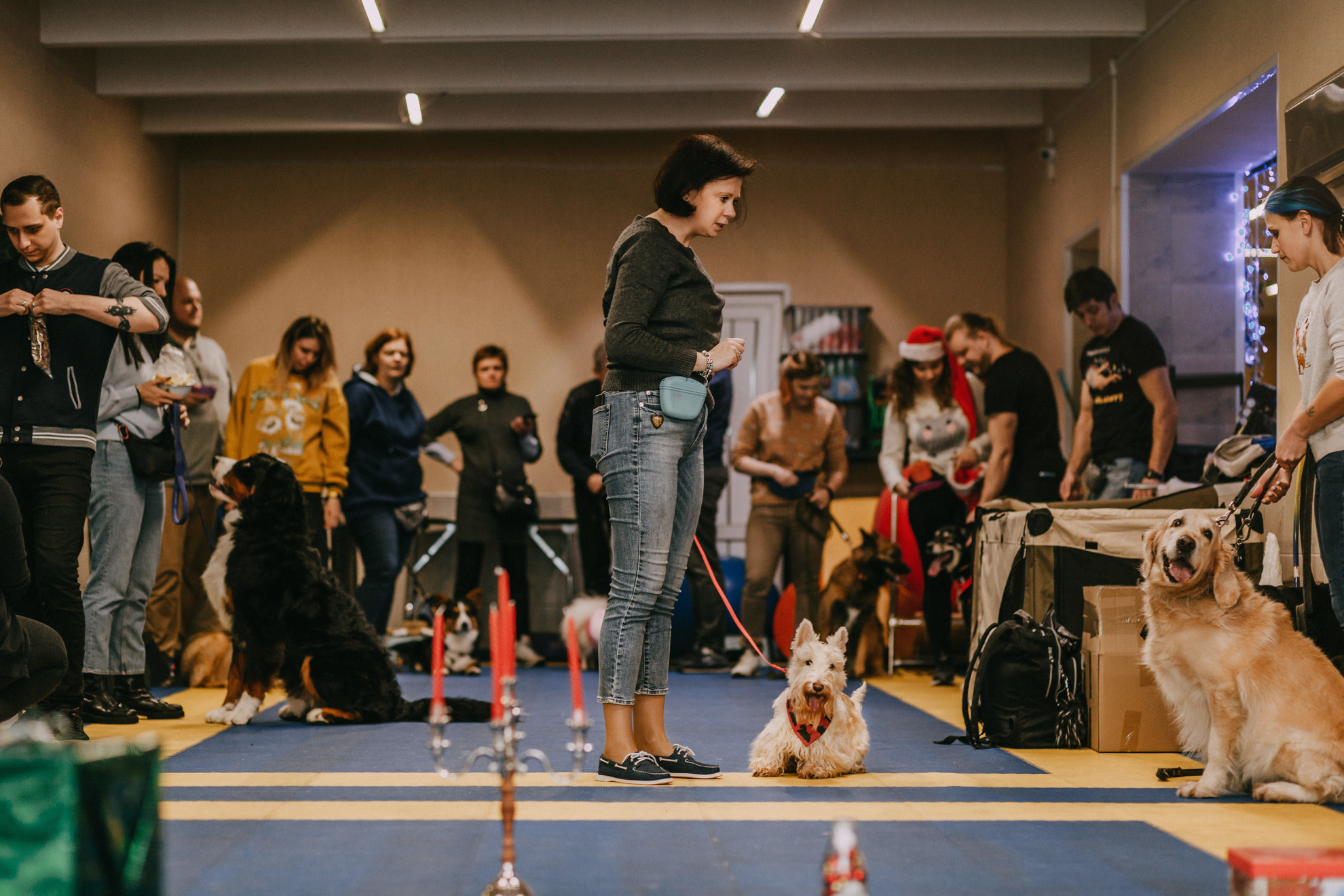 Собачий Новый год. Фотограф-анималист Елена Радченко, Москва