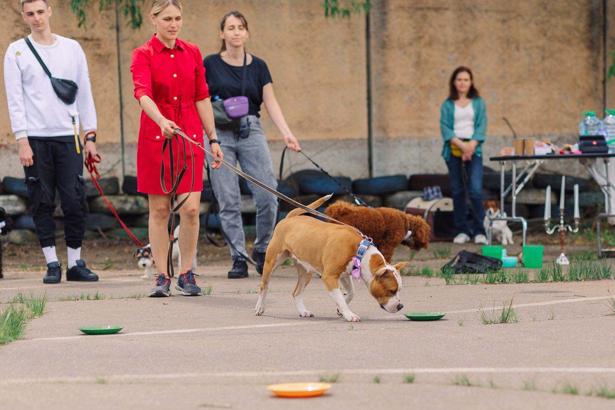 Дог-туса. Фотограф-анималист Елена Радченко, Москва