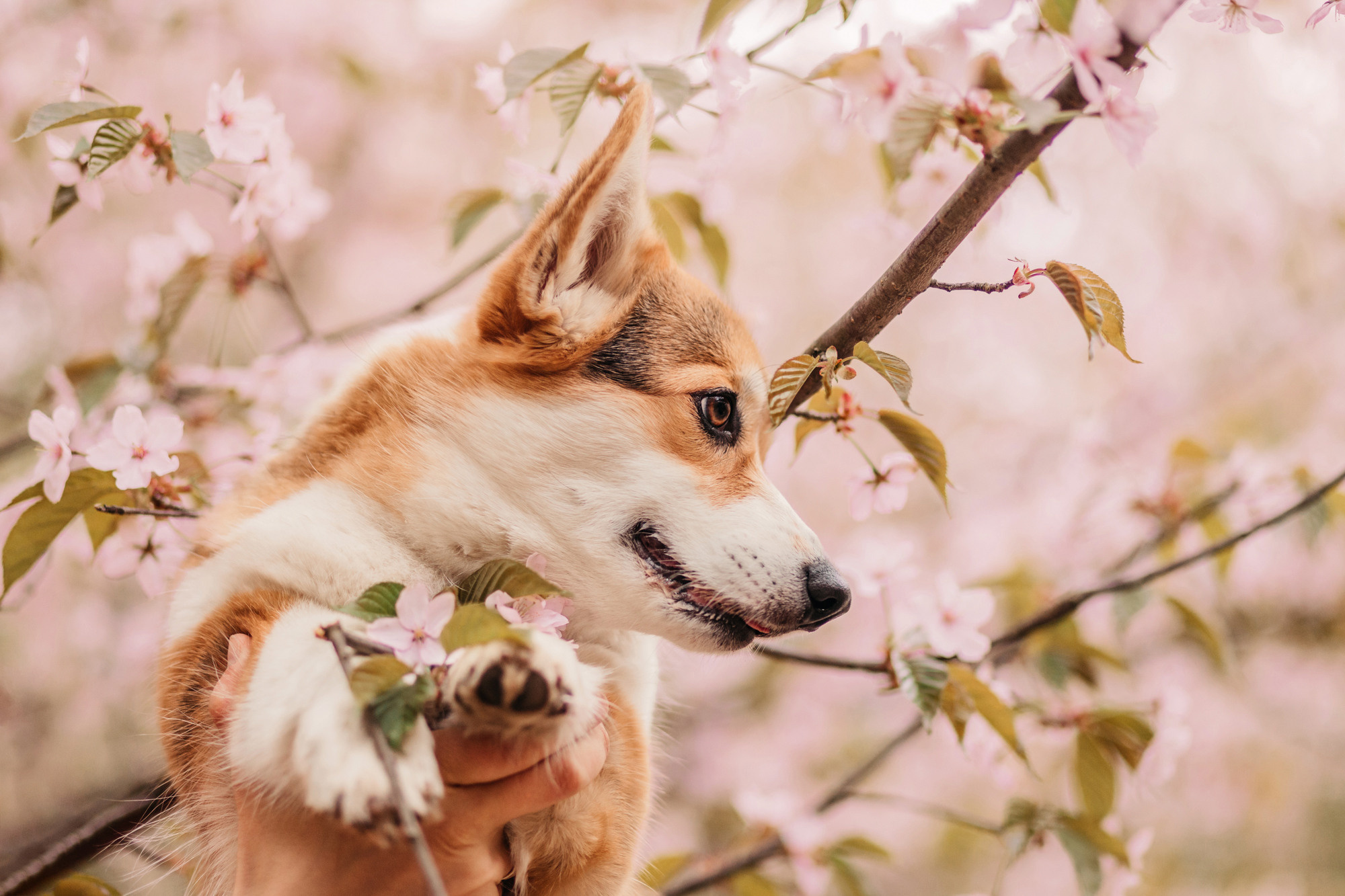 Анна, Рустам и Габи. Фотограф-анималист Елена Радченко, Москва