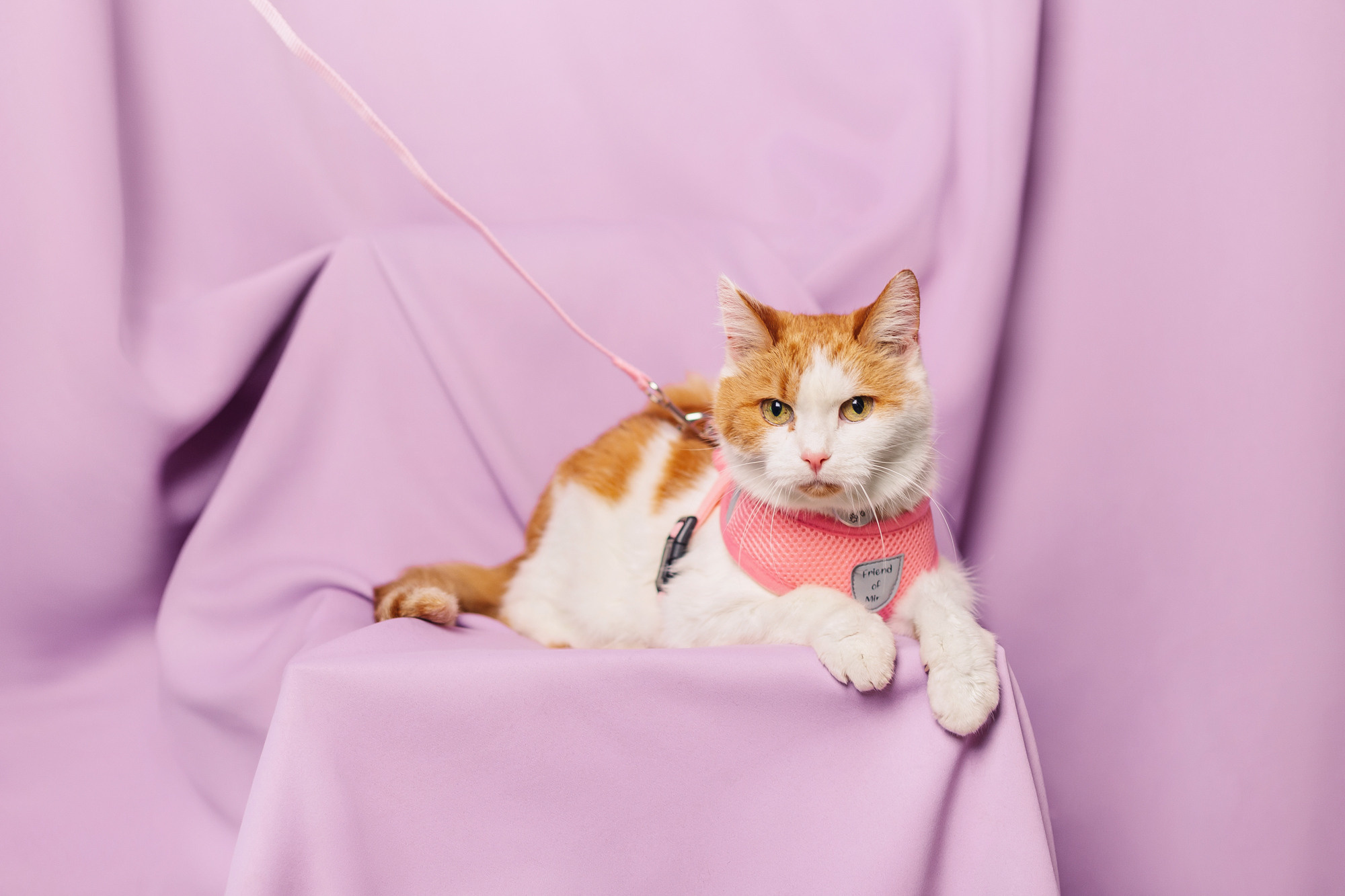 Магазин Friend of mine. Фотограф-анималист Елена Радченко, Москва