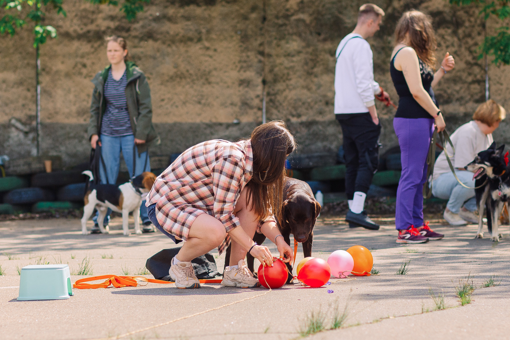 Дог-туса. Фотограф-анималист Елена Радченко, Москва