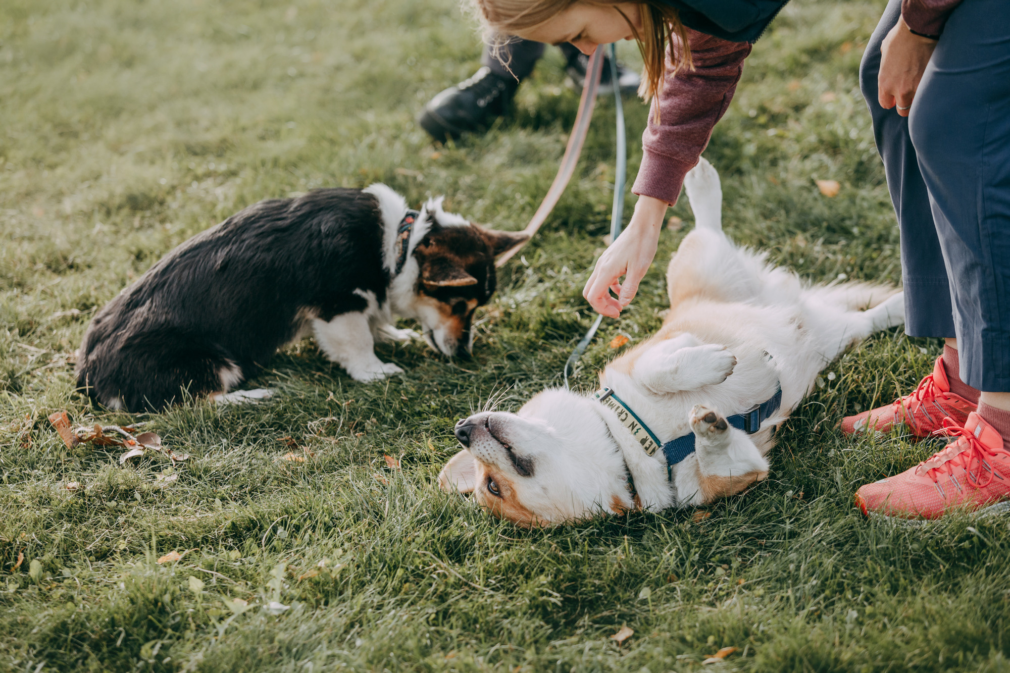 День рождения Габи. Фотограф-анималист Елена Радченко, Москва