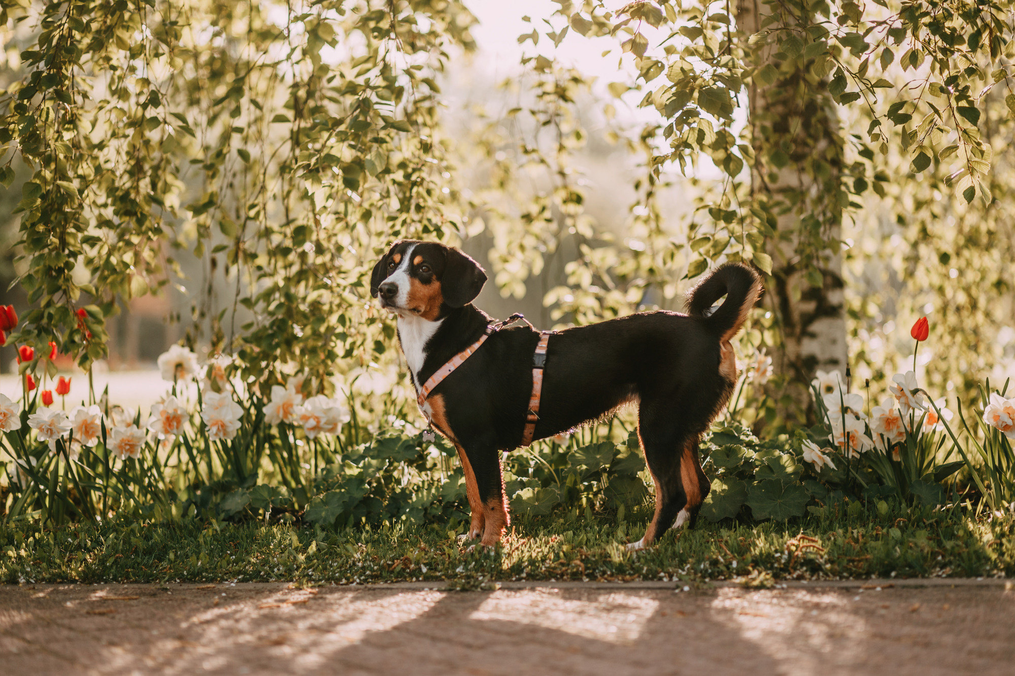 Аня и Вафля. Фотограф-анималист Елена Радченко, Москва
