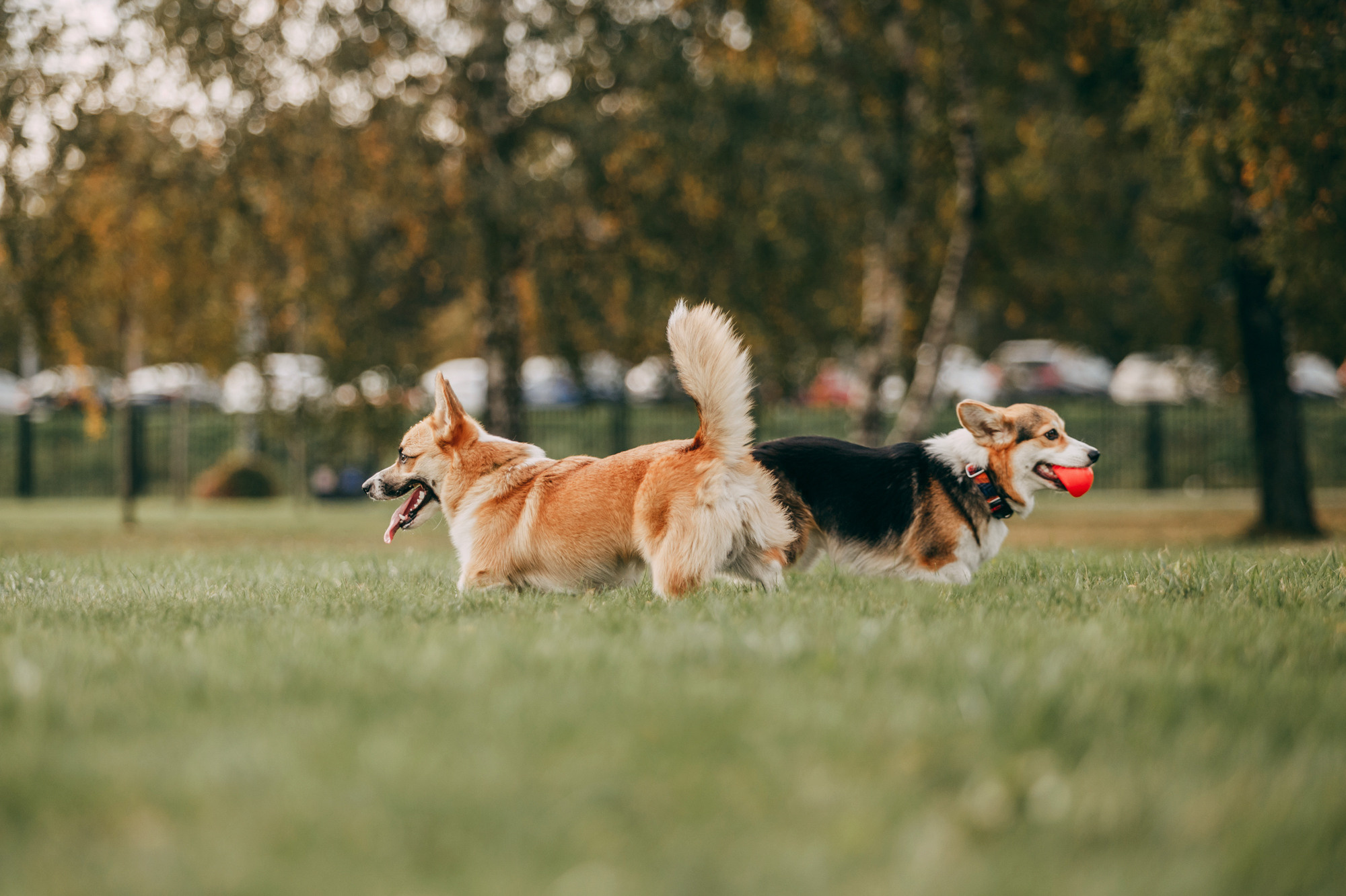 День рождения Габи. Фотограф-анималист Елена Радченко, Москва