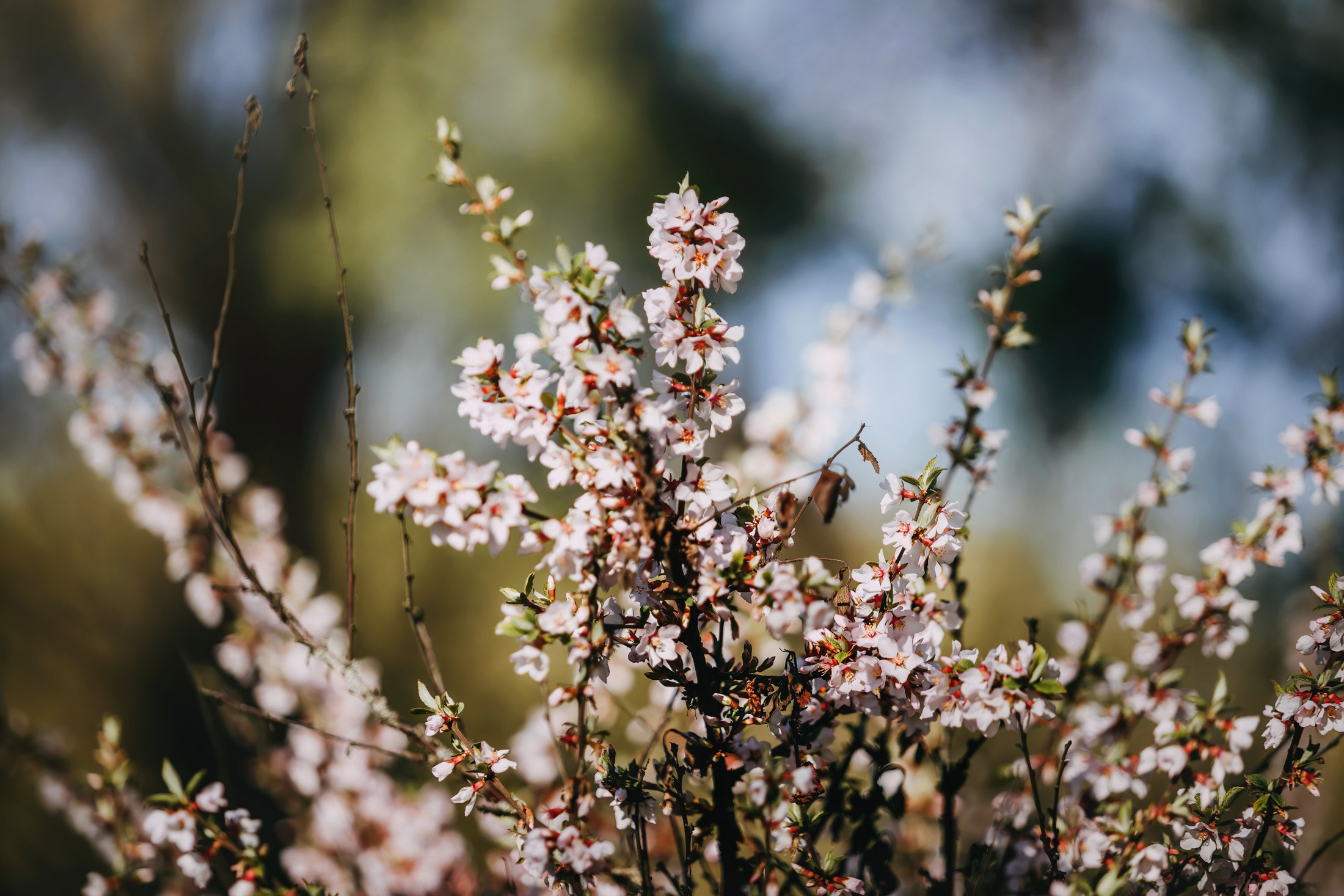 Вилла. Фотограф-анималист Елена Радченко, Москва