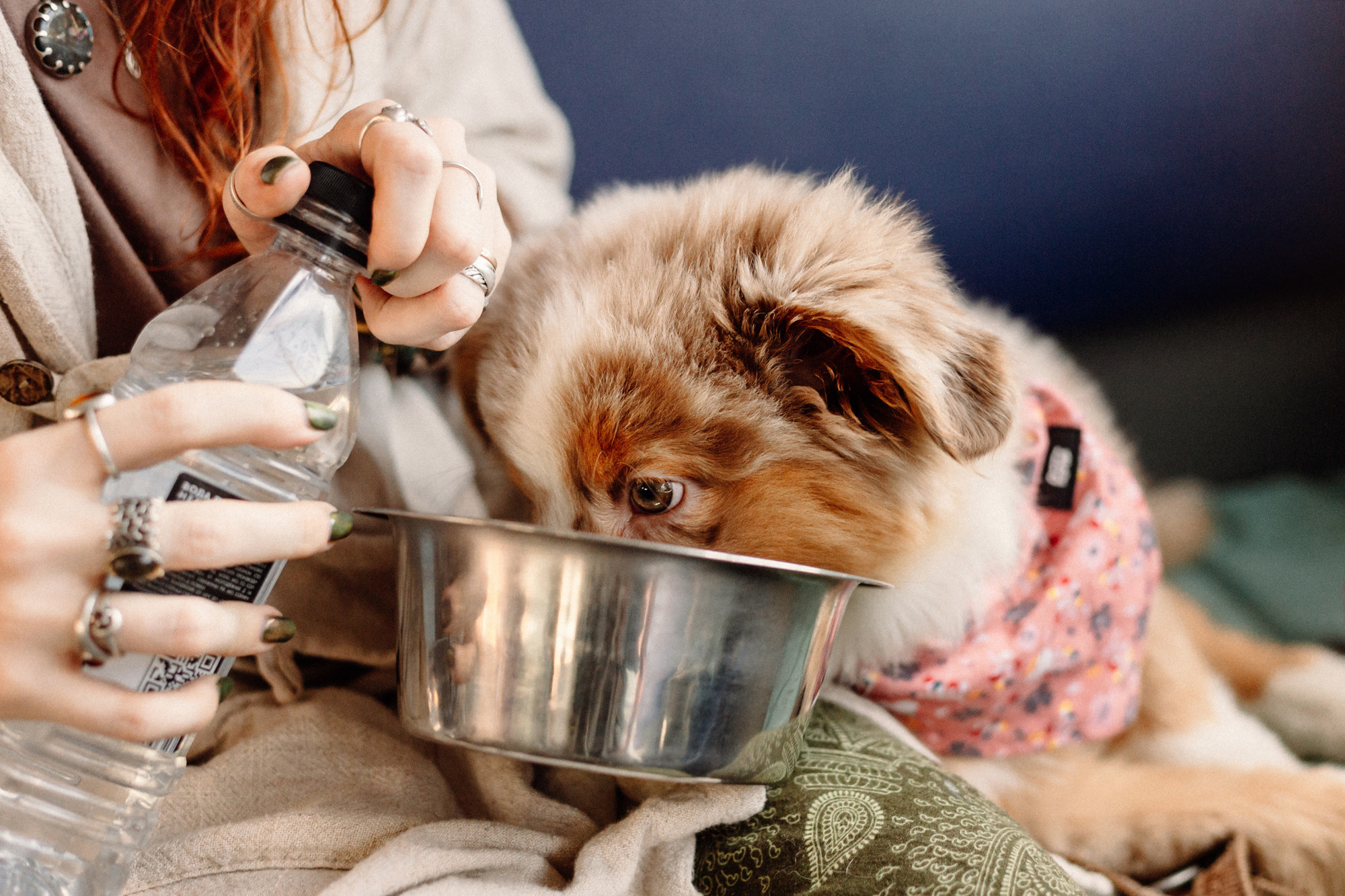 Тася и Брусника. Встреча с поезда. Фотограф-анималист Елена Радченко, Москва
