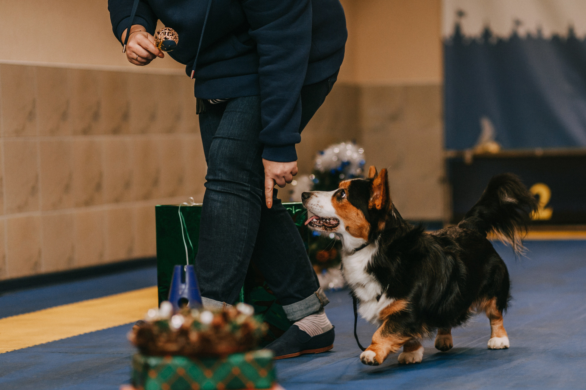 Собачий Новый год. Фотограф-анималист Елена Радченко, Москва