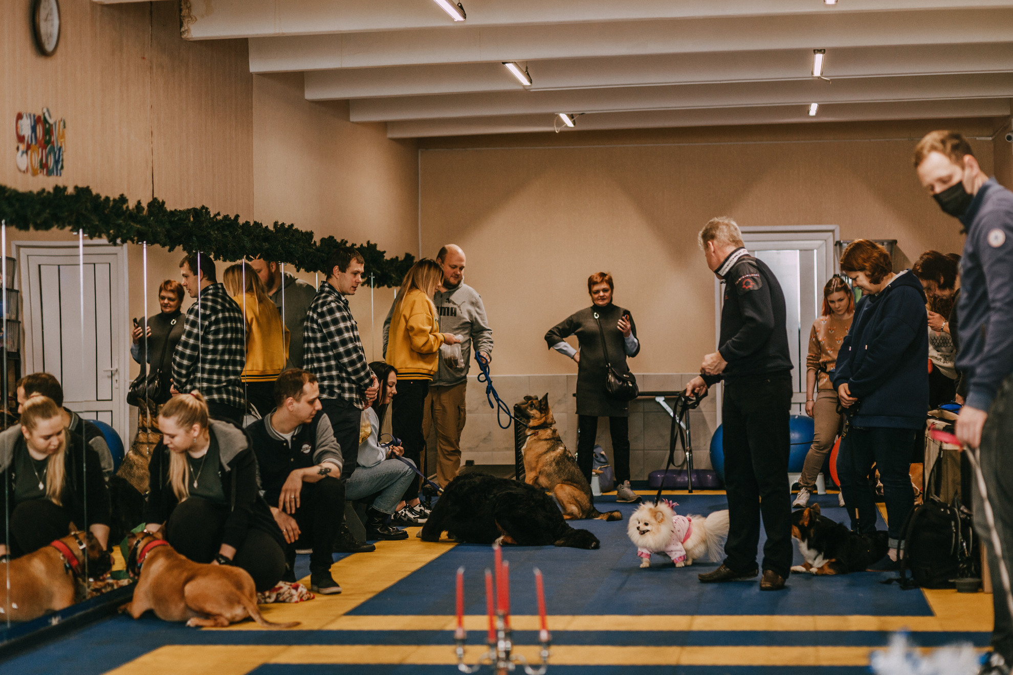 Собачий Новый год. Фотограф-анималист Елена Радченко, Москва