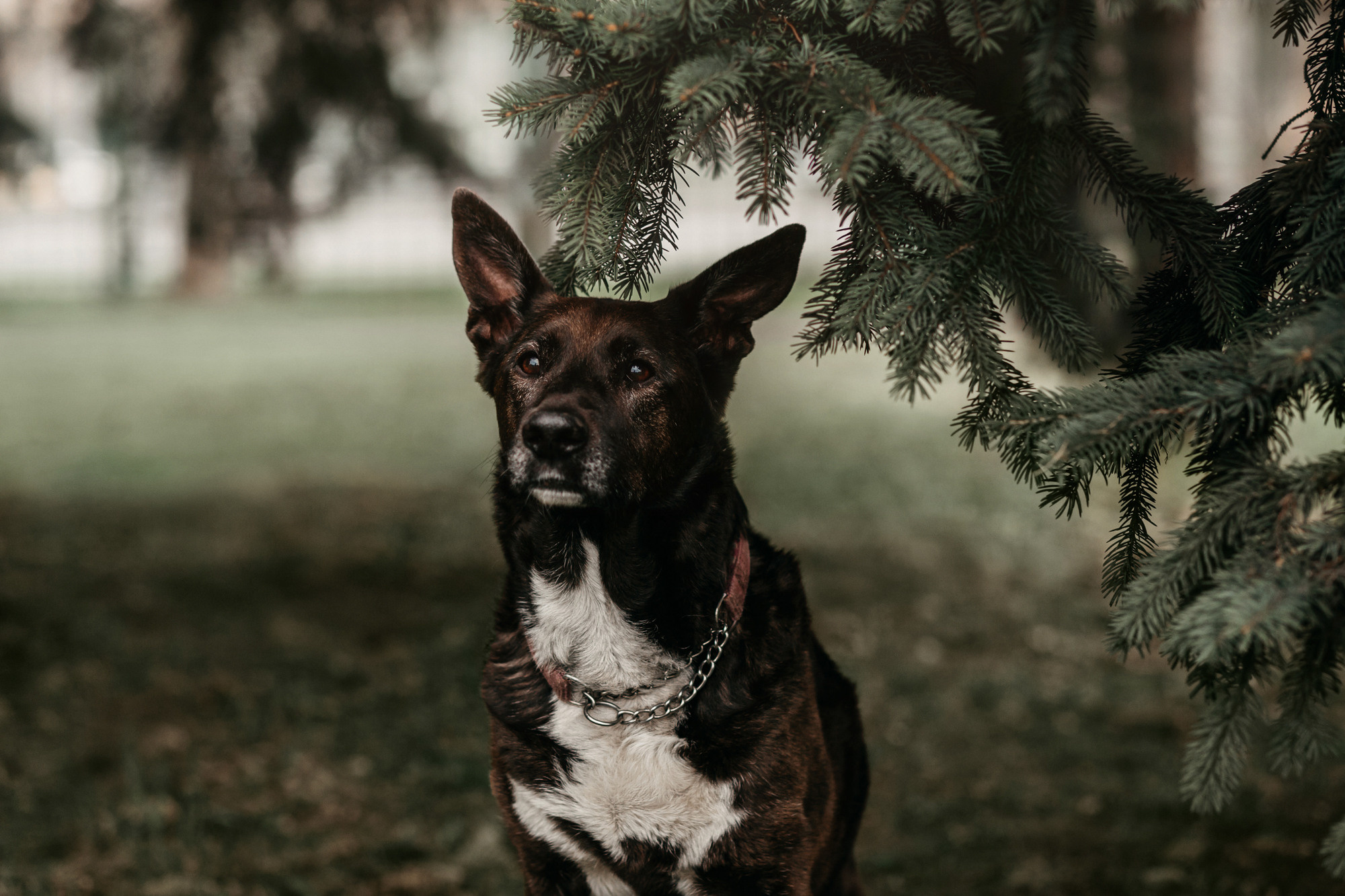 Ира, Бэлла и Альма. Фотограф-анималист Елена Радченко, Москва