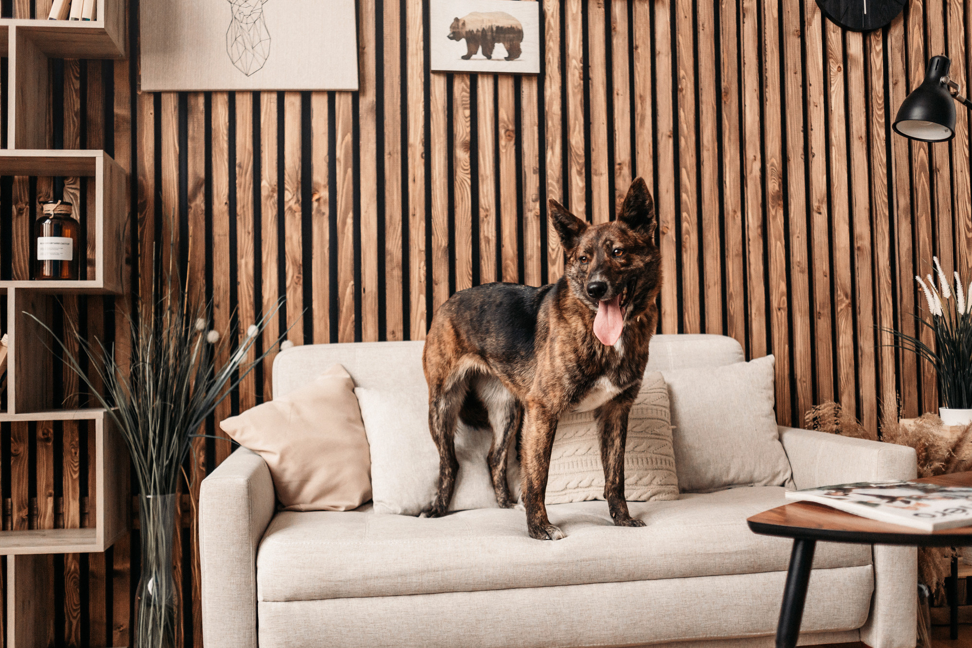 Эдит и Диди. Фотограф-анималист Елена Радченко, Москва