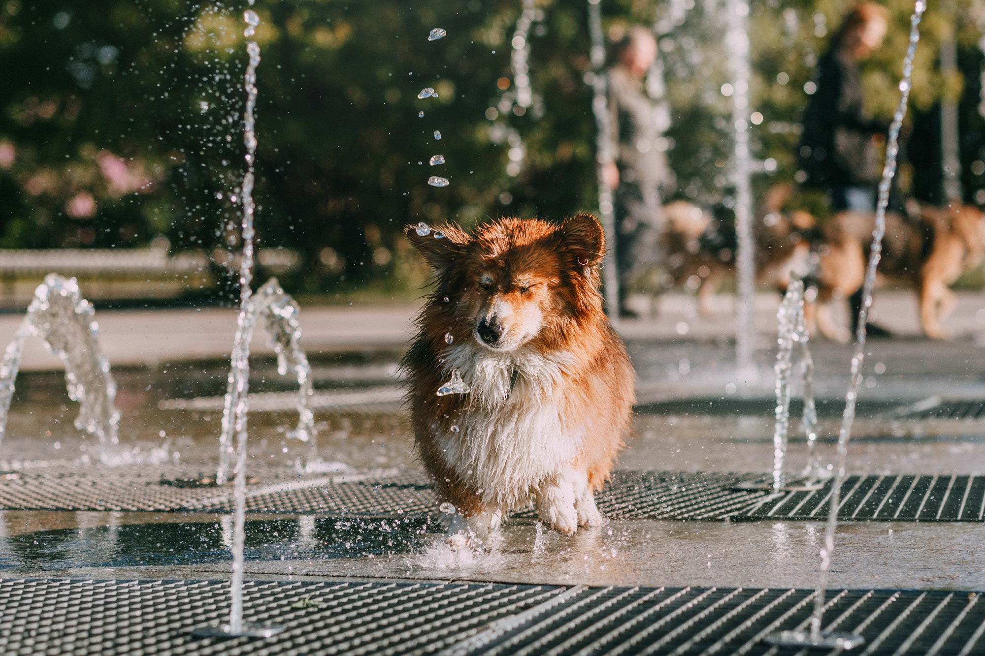 Аша и Робби. Фотограф-анималист Елена Радченко, Москва