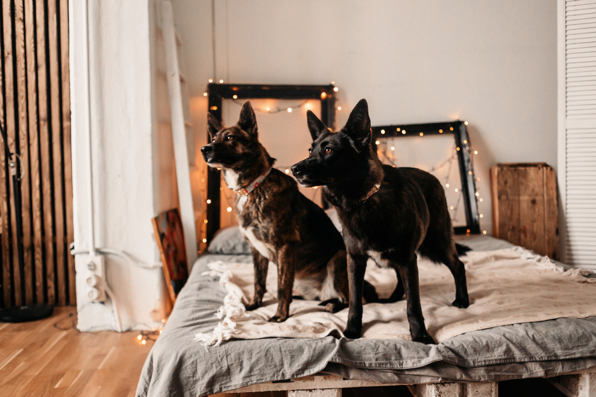 Эдит и Диди. Фотограф-анималист Елена Радченко, Москва