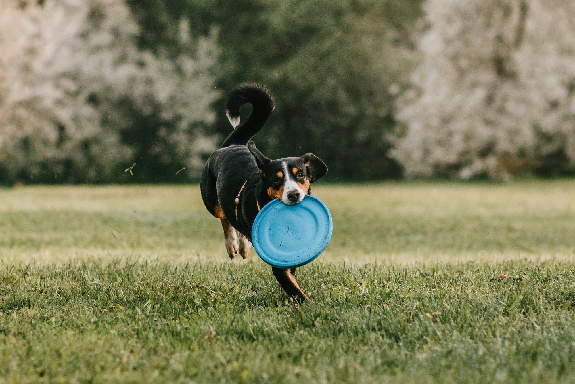 Аня и Вафля. Фотограф-анималист Елена Радченко, Москва