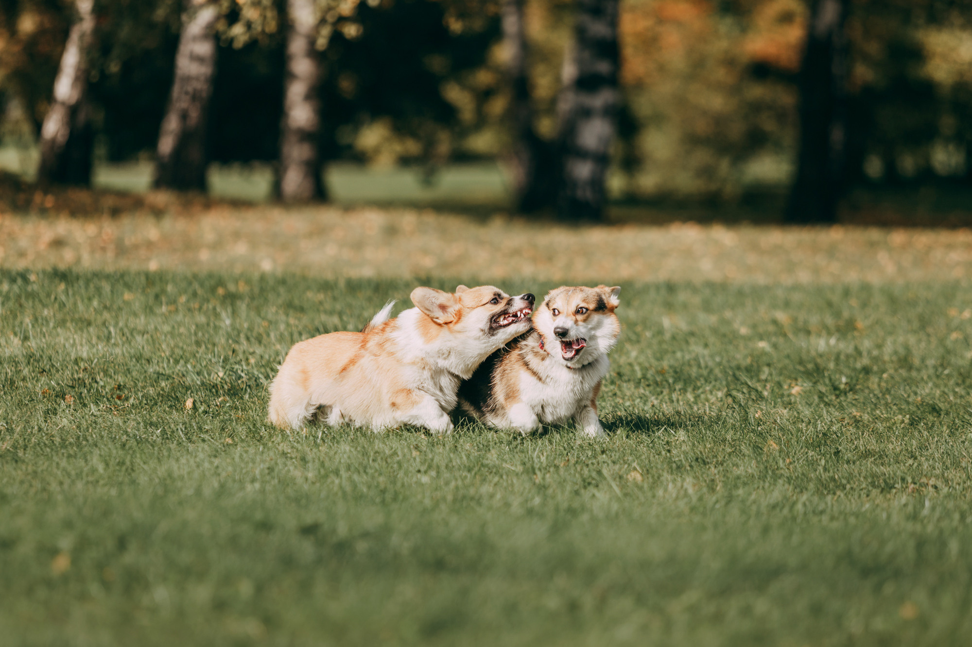 День рождения Габи. Фотограф-анималист Елена Радченко, Москва