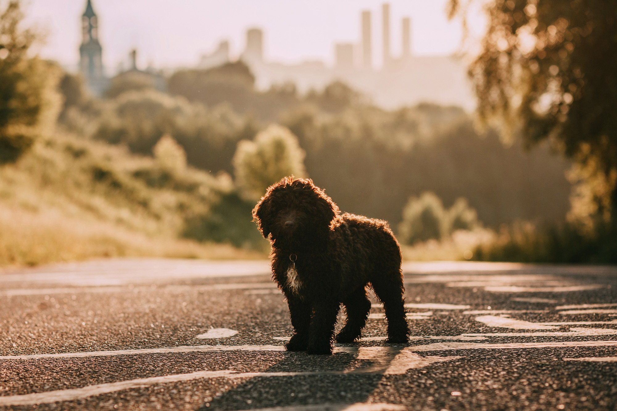 Майя и Снуп. Фотограф-анималист Елена Радченко, Москва