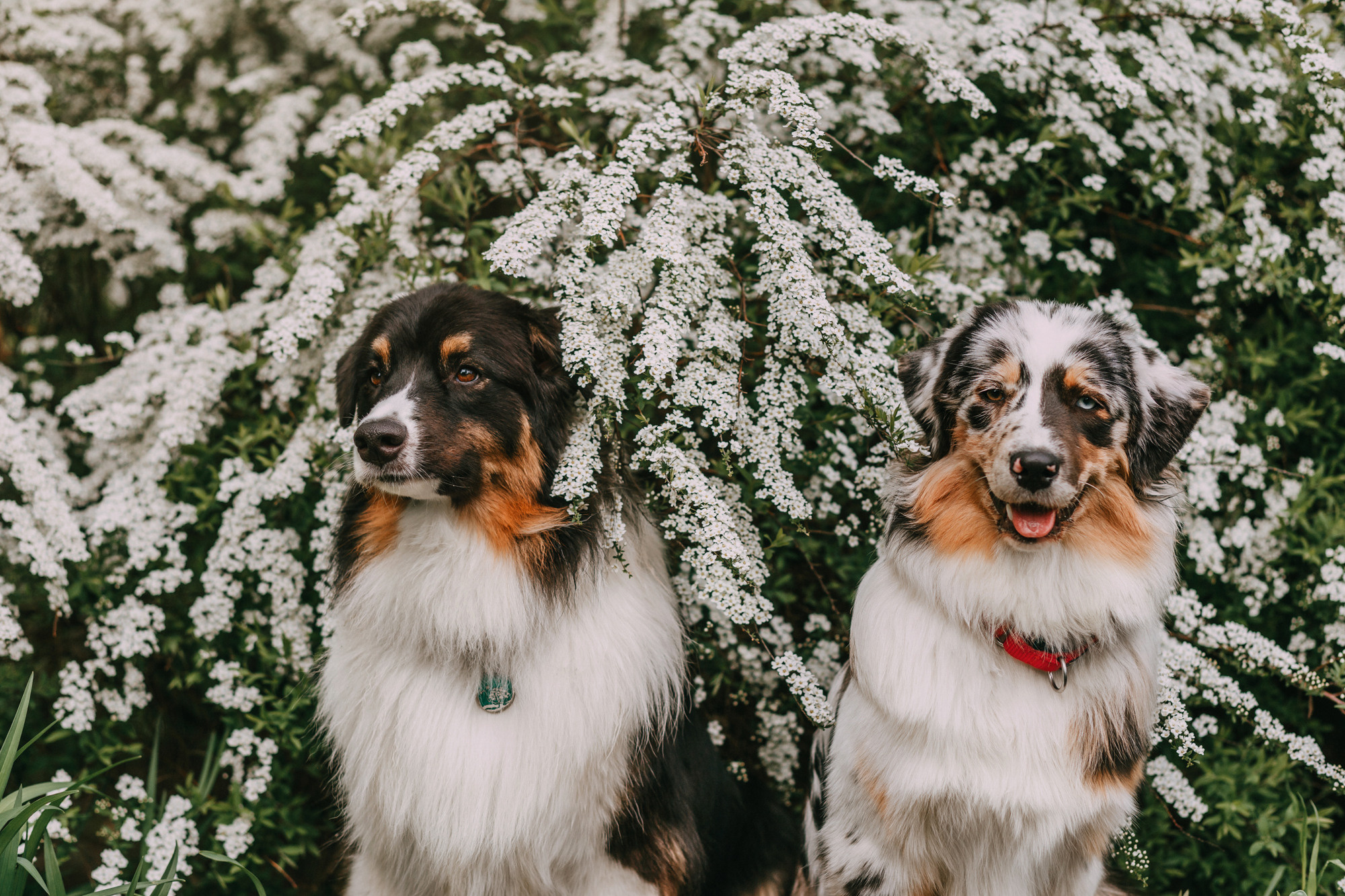 Анна, Чарли и Ева. Фотограф-анималист Елена Радченко, Москва