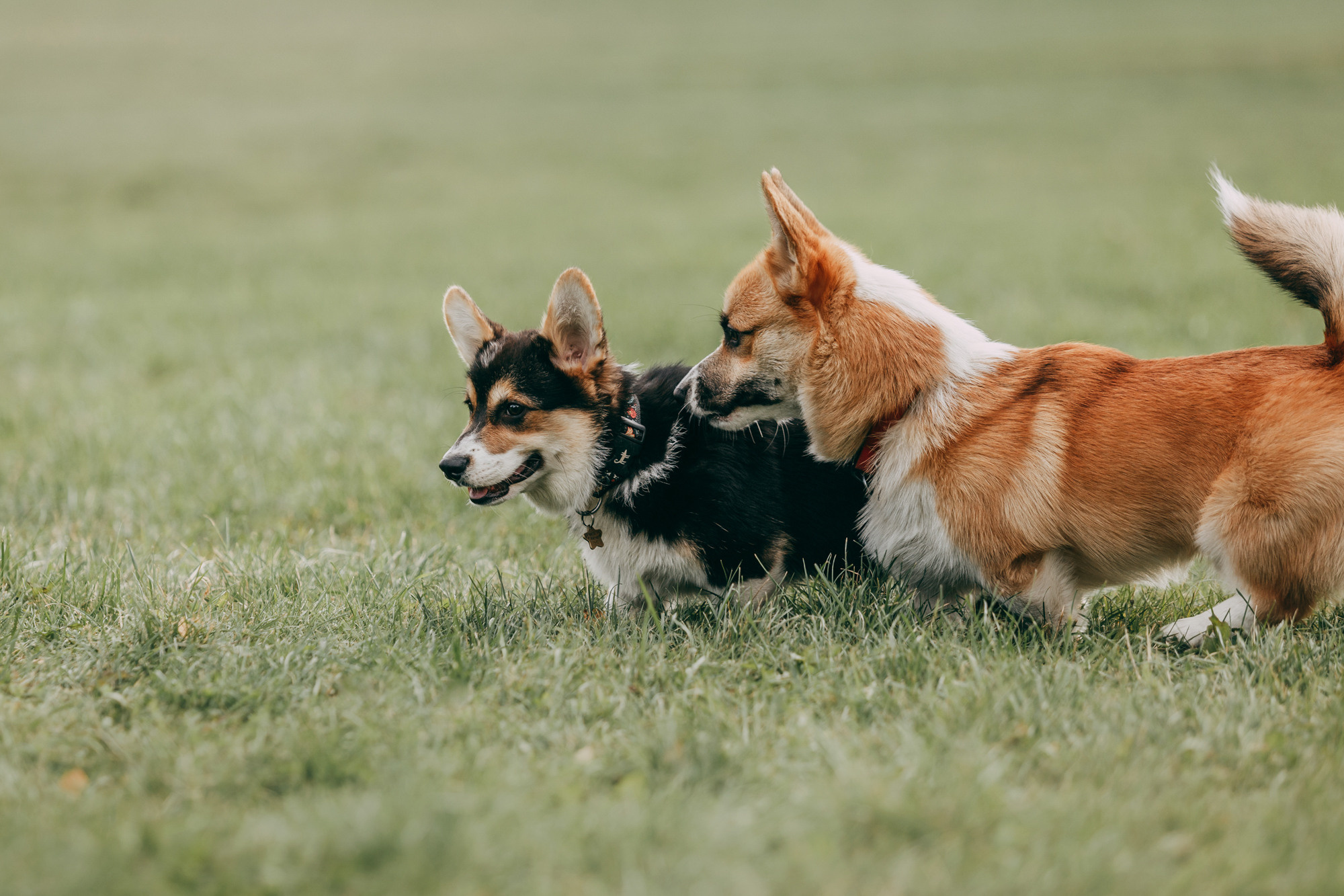 День рождения Габи. Фотограф-анималист Елена Радченко, Москва