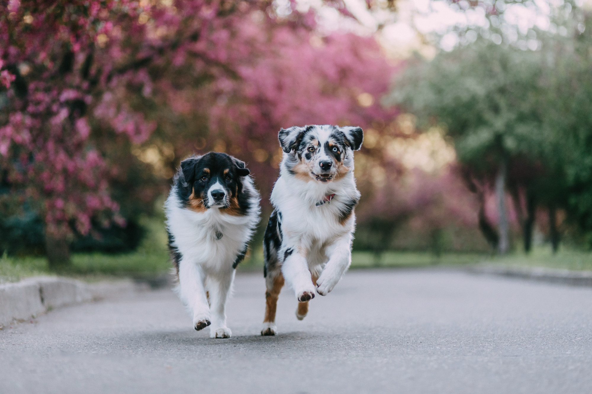 Анна, Чарли и Ева. Фотограф-анималист Елена Радченко, Москва
