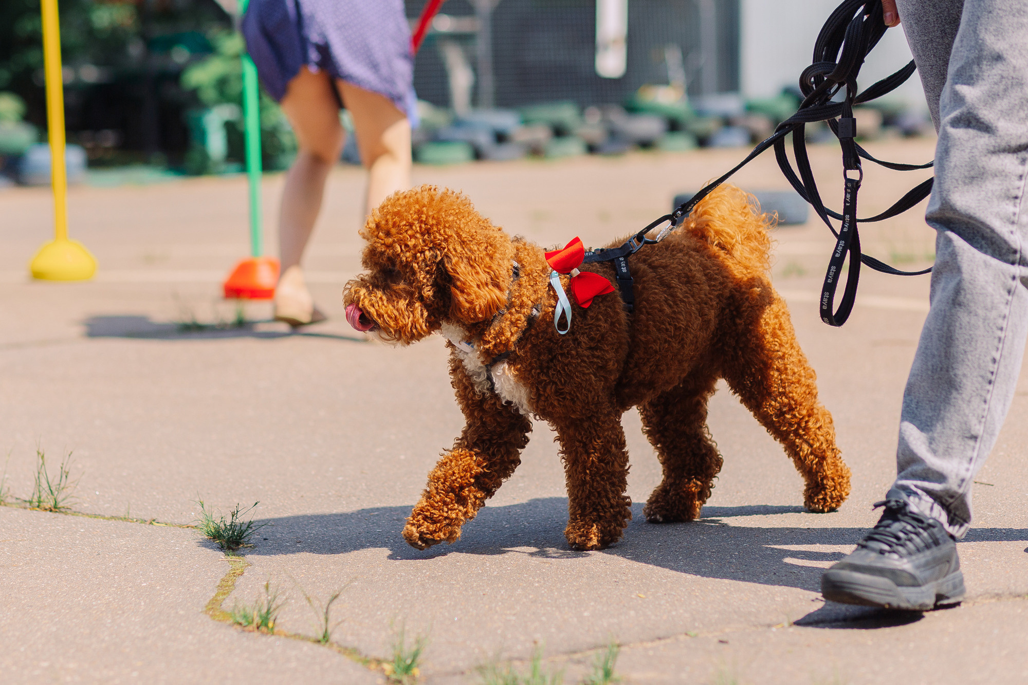 Дог-туса. Фотограф-анималист Елена Радченко, Москва