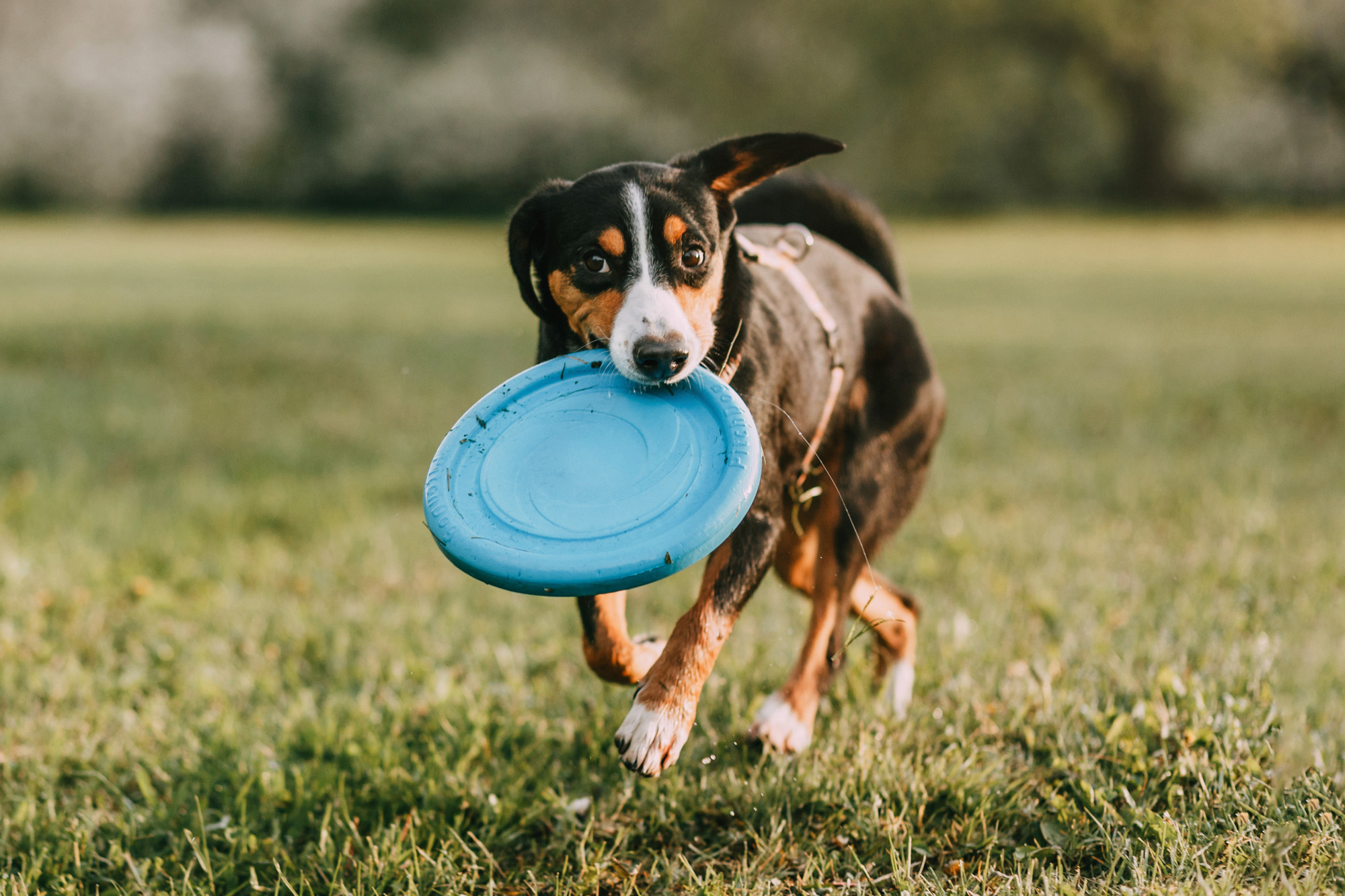 Аня и Вафля. Фотограф-анималист Елена Радченко, Москва