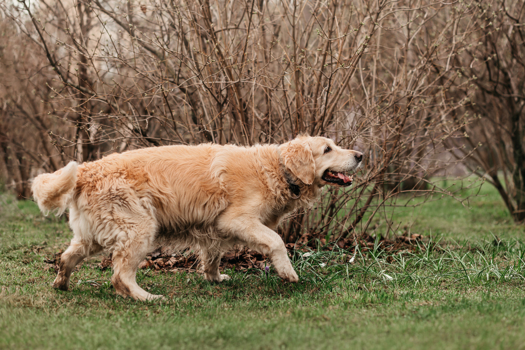 Ира, Бэлла и Альма. Фотограф-анималист Елена Радченко, Москва