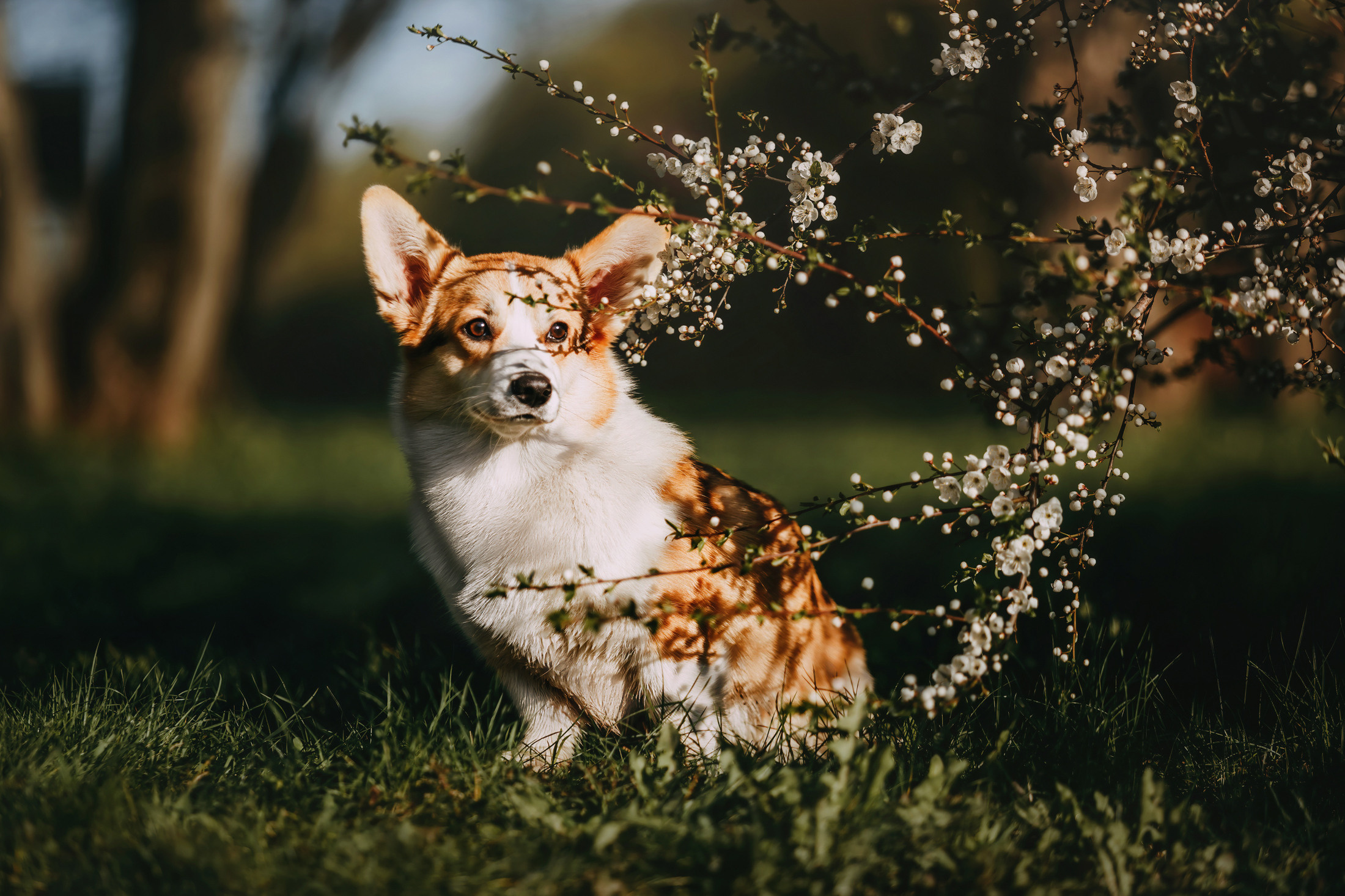 Вилла. Фотограф-анималист Елена Радченко, Москва