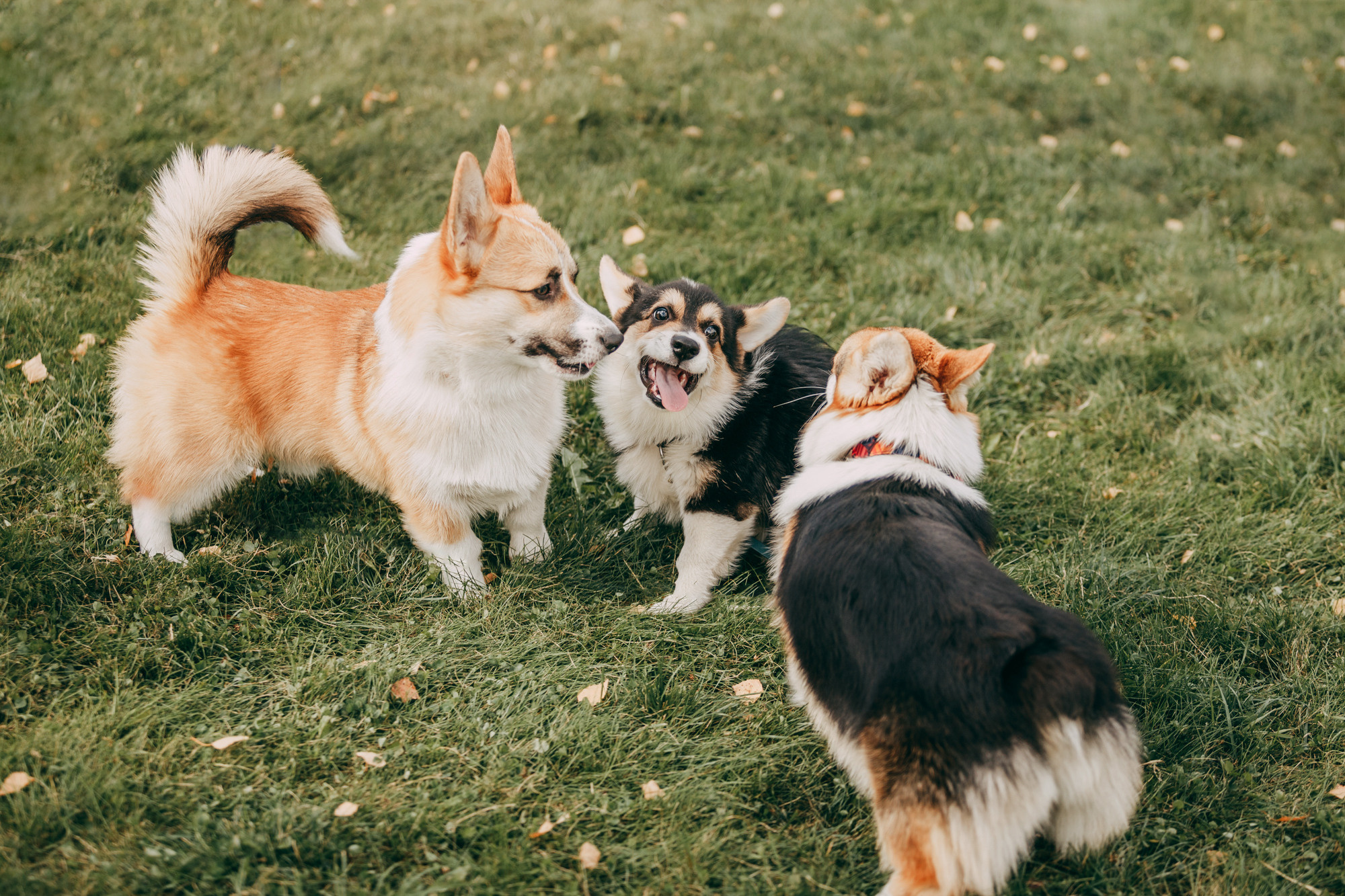 День рождения Габи. Фотограф-анималист Елена Радченко, Москва
