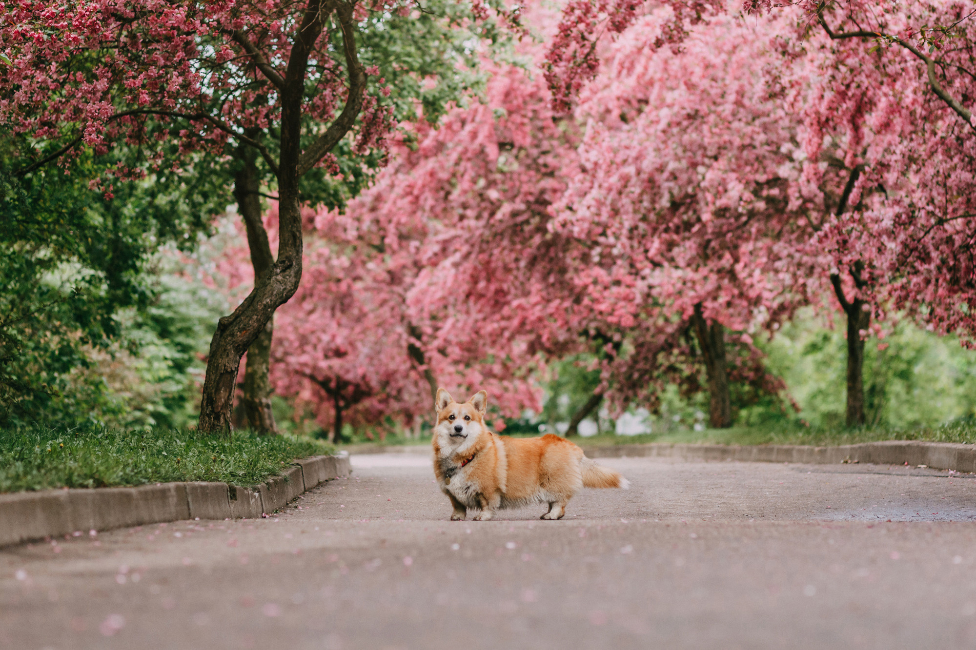 Анна и Филипп. Фотограф-анималист Елена Радченко, Москва