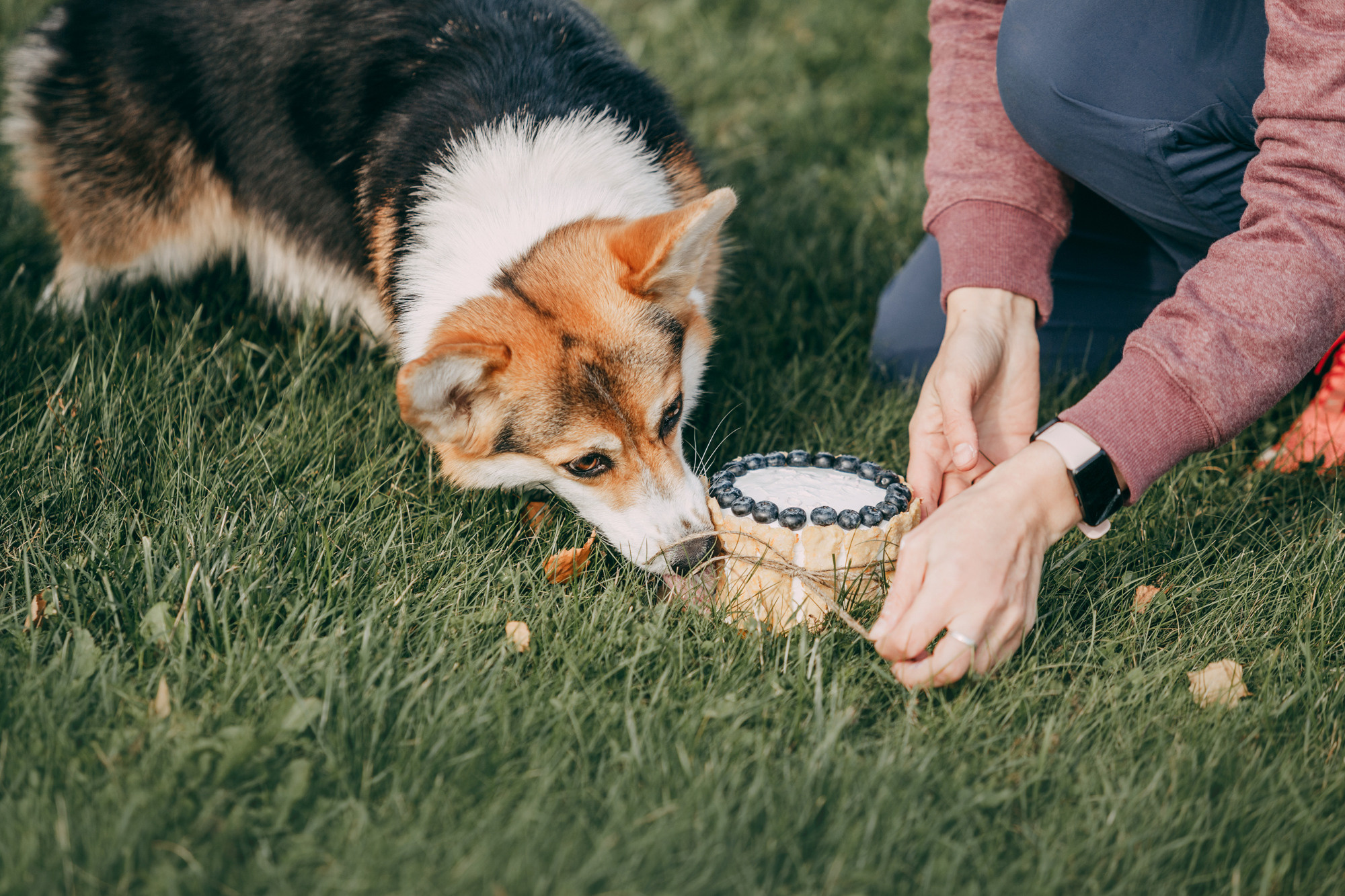 День рождения Габи. Фотограф-анималист Елена Радченко, Москва