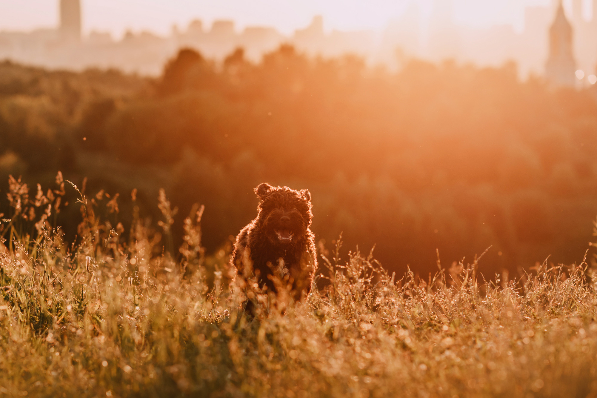 Майя и Снуп. Фотограф-анималист Елена Радченко, Москва