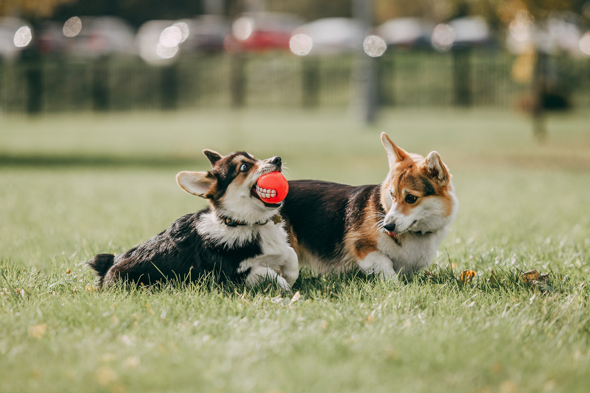 День рождения Габи. Фотограф-анималист Елена Радченко, Москва