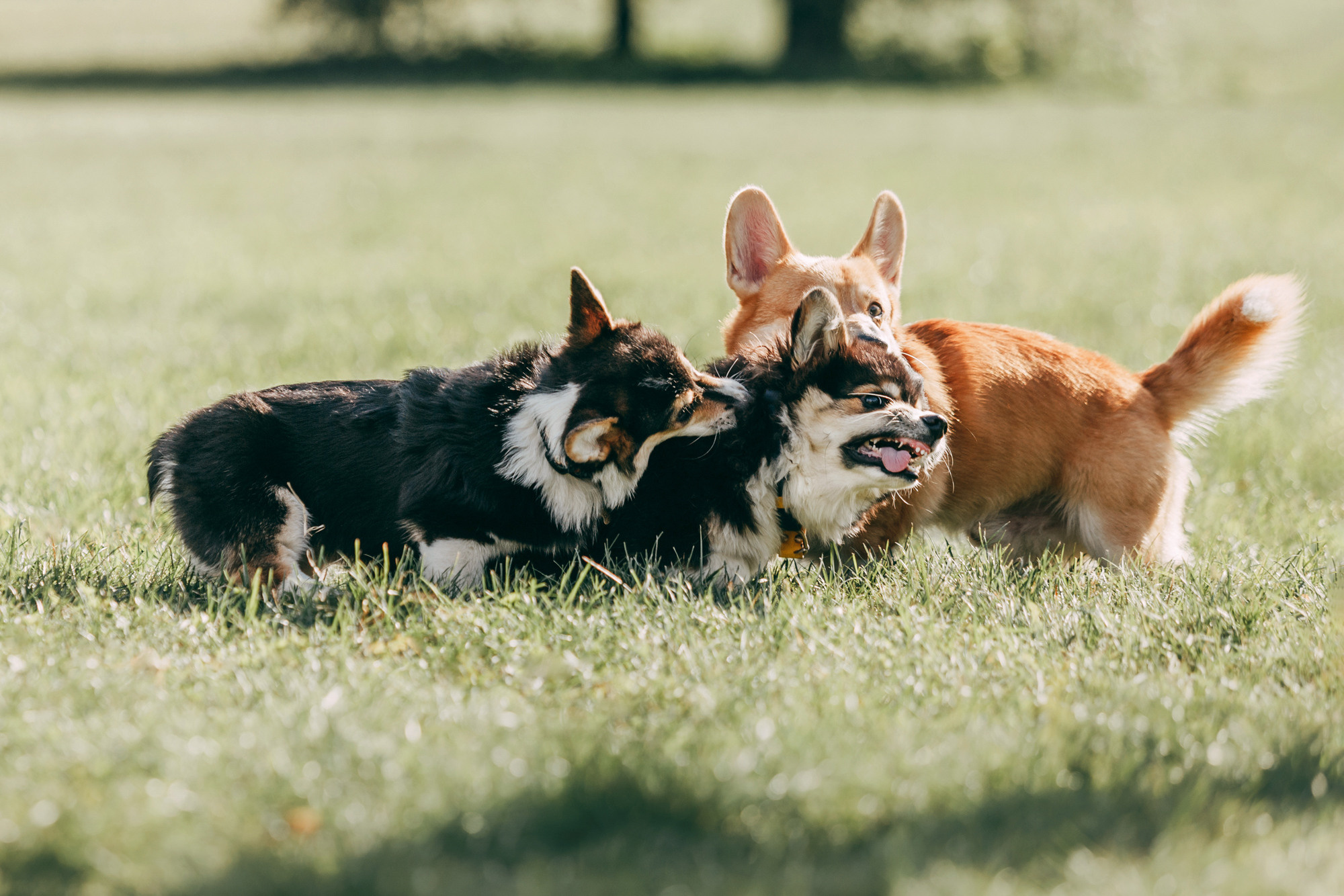 День рождения Габи. Фотограф-анималист Елена Радченко, Москва