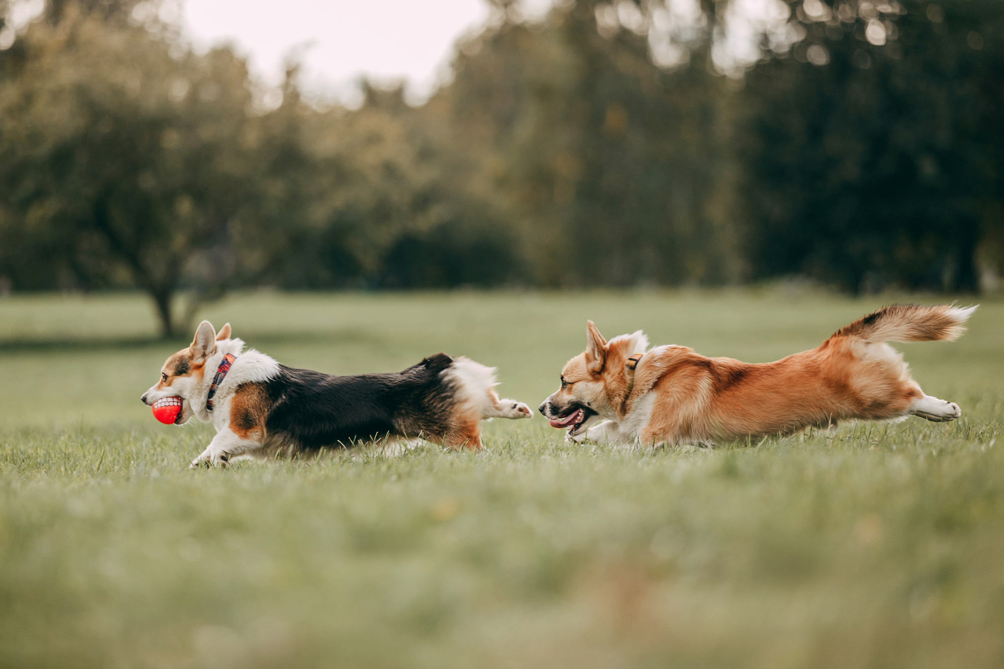 День рождения Габи. Фотограф-анималист Елена Радченко, Москва