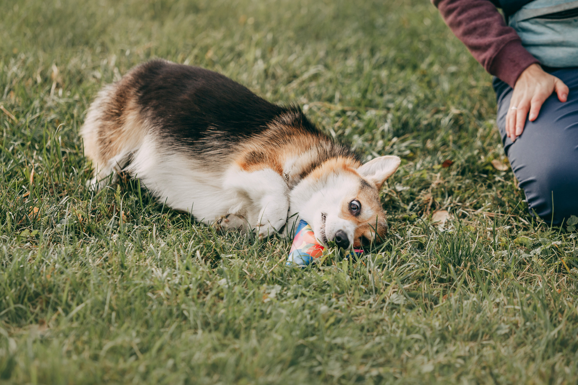 День рождения Габи. Фотограф-анималист Елена Радченко, Москва