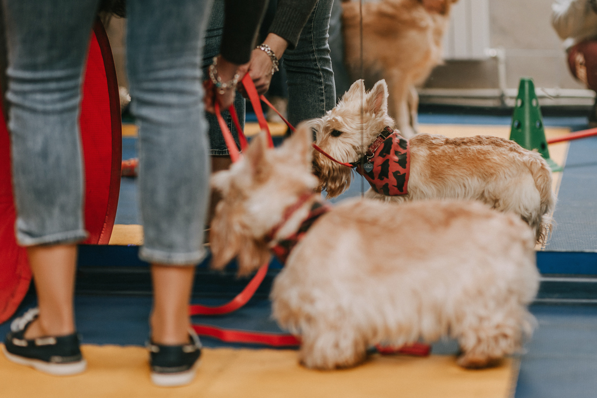 Собачий Новый год. Фотограф-анималист Елена Радченко, Москва
