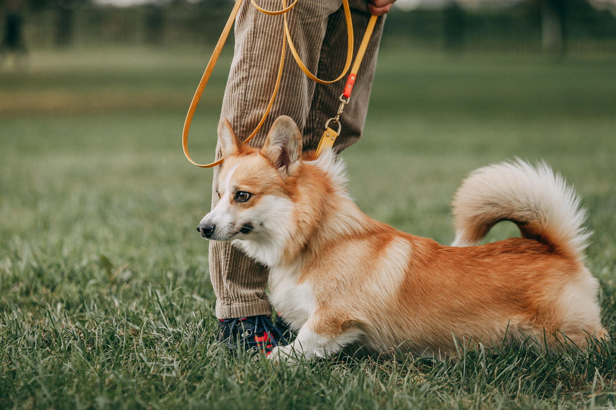 День рождения Габи. Фотограф-анималист Елена Радченко, Москва