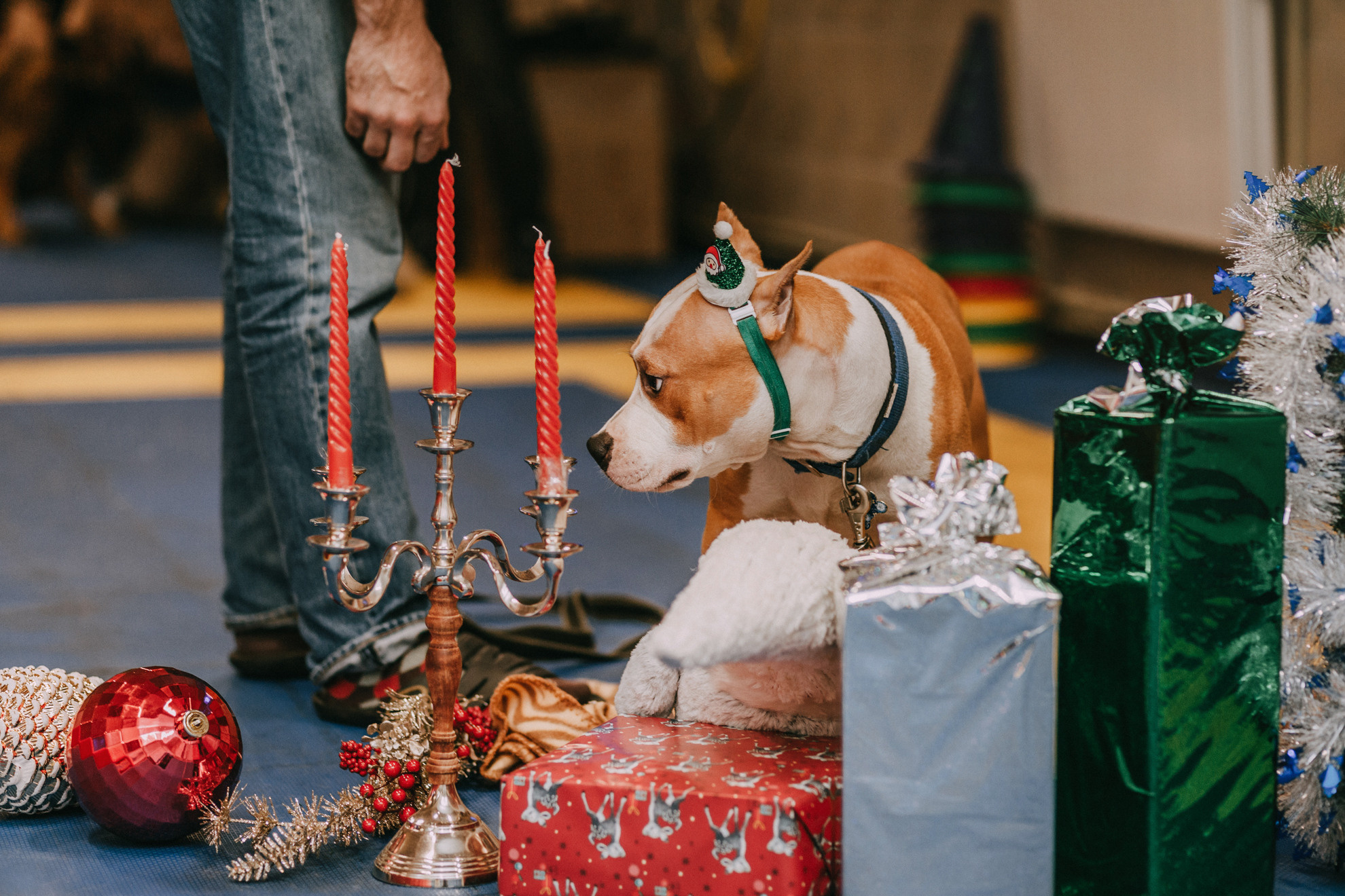 Собачий Новый год. Фотограф-анималист Елена Радченко, Москва
