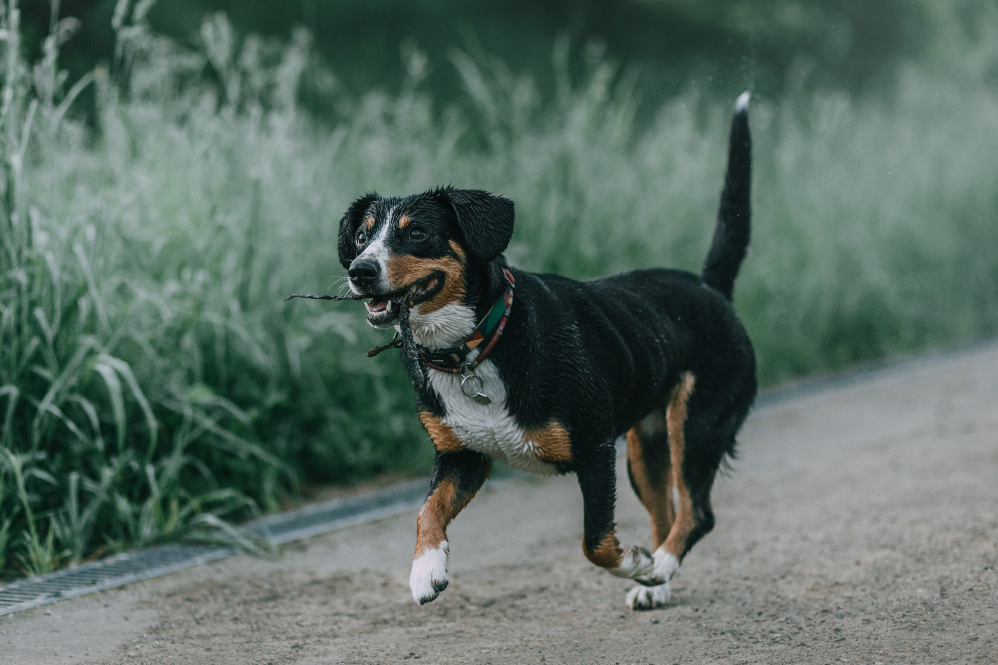 Лида и Яра. Фотограф-анималист Елена Радченко, Москва