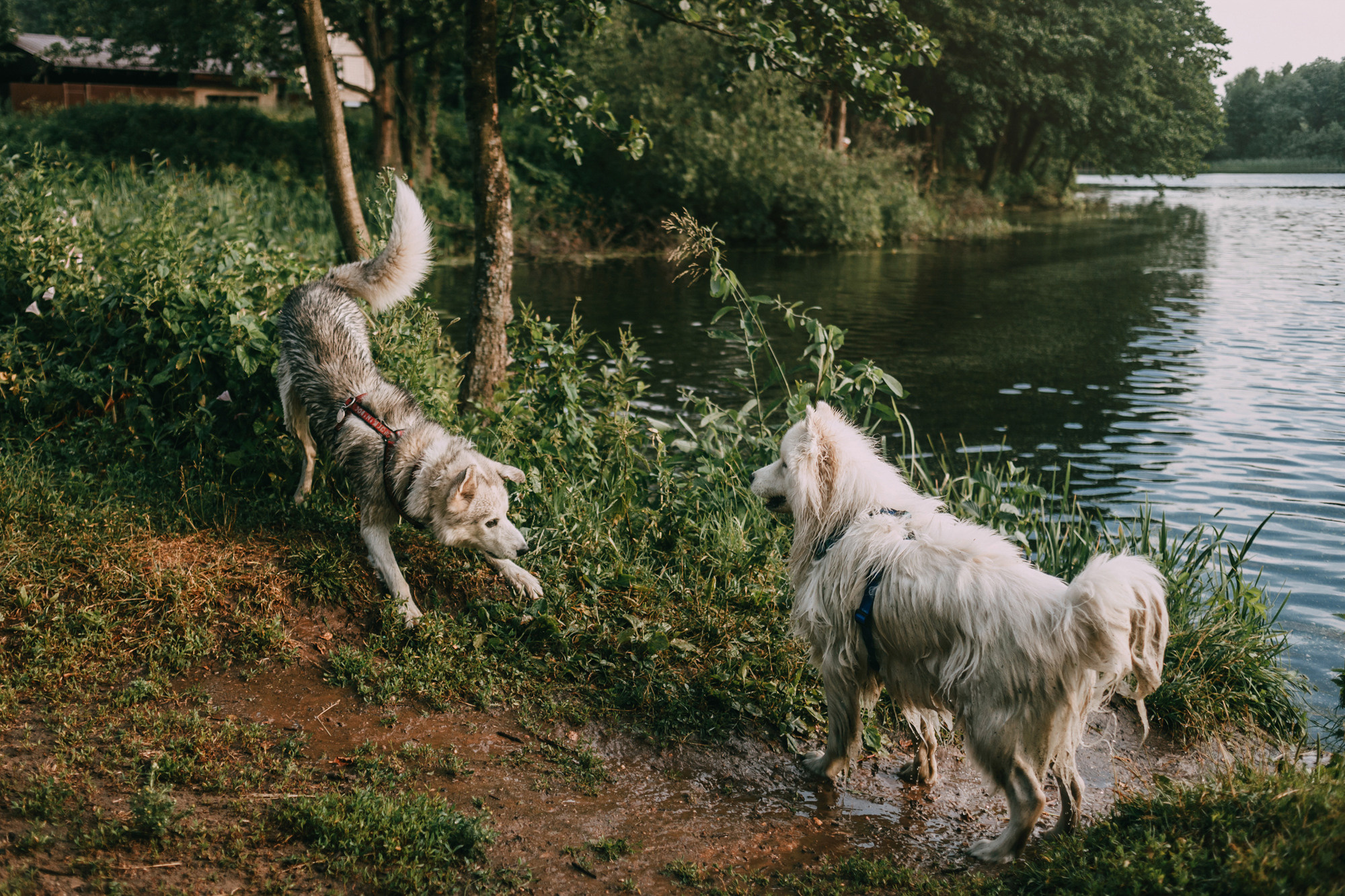 День рождения Морошки. Фотограф-анималист Елена Радченко, Москва
