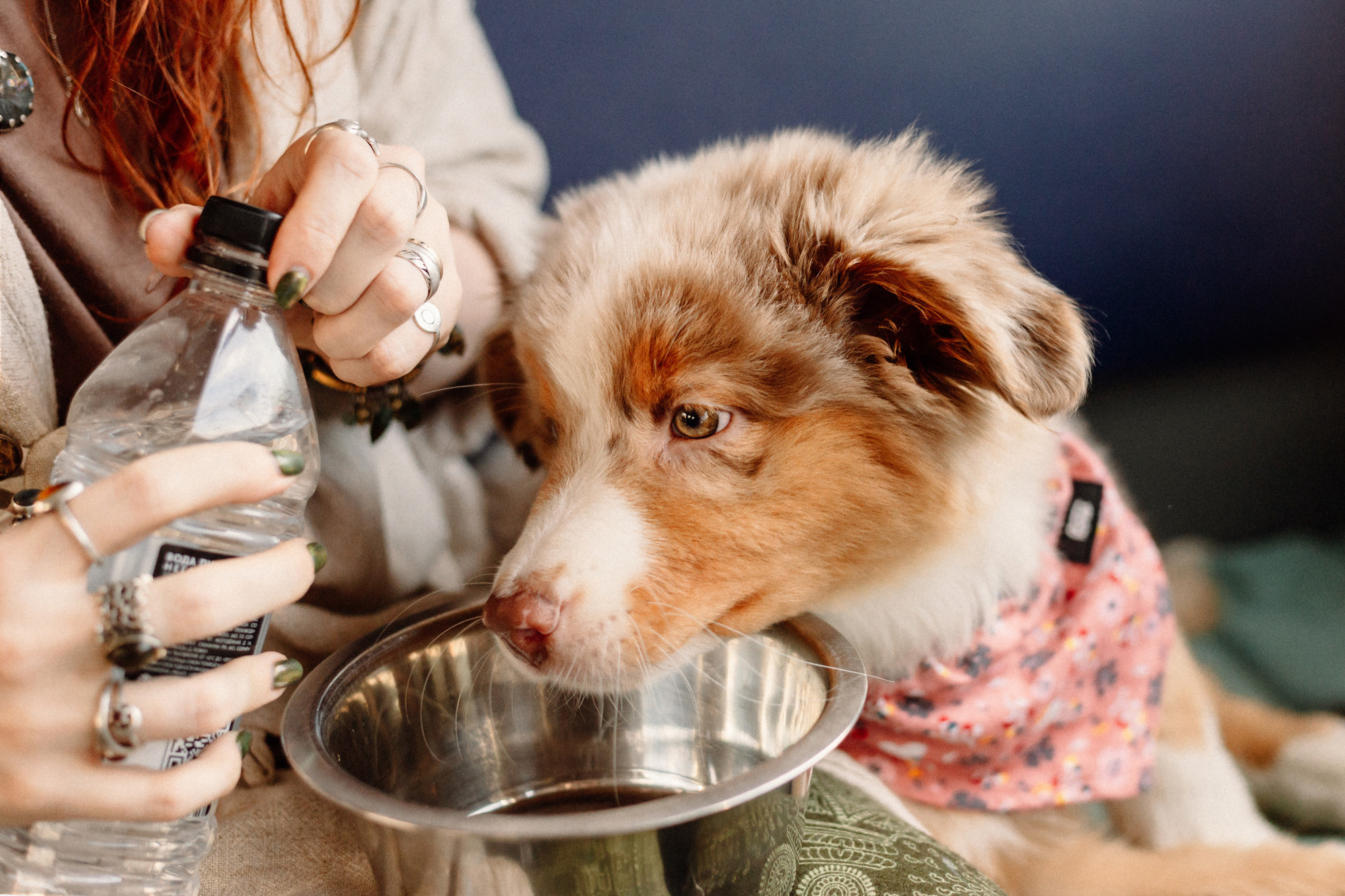 Тася и Брусника. Встреча с поезда. Фотограф-анималист Елена Радченко, Москва