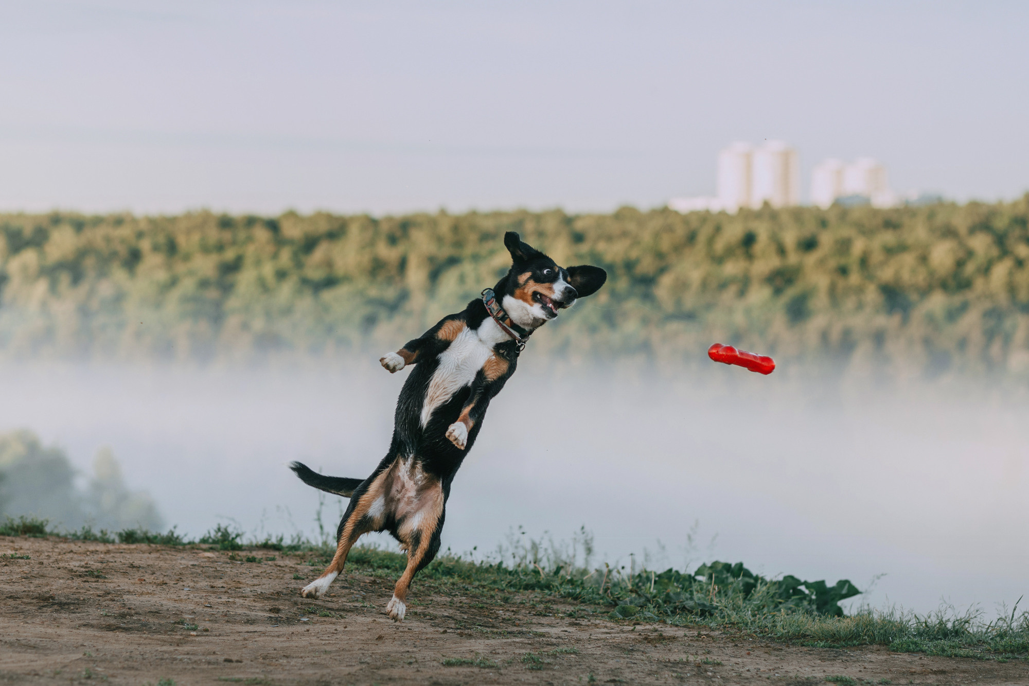 Лида и Яра. Фотограф-анималист Елена Радченко, Москва