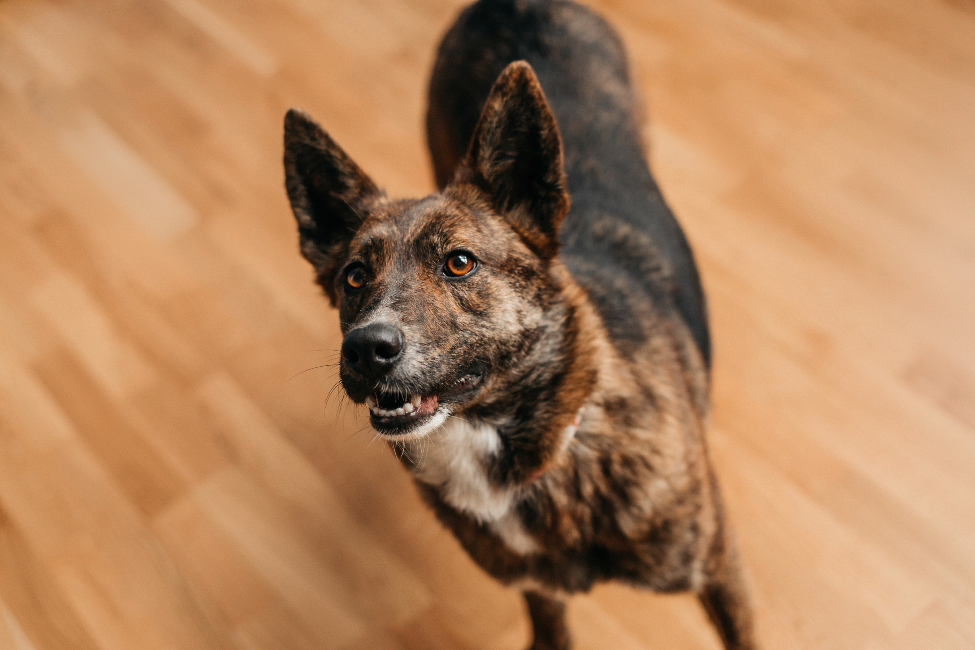 Эдит и Диди. Фотограф-анималист Елена Радченко, Москва