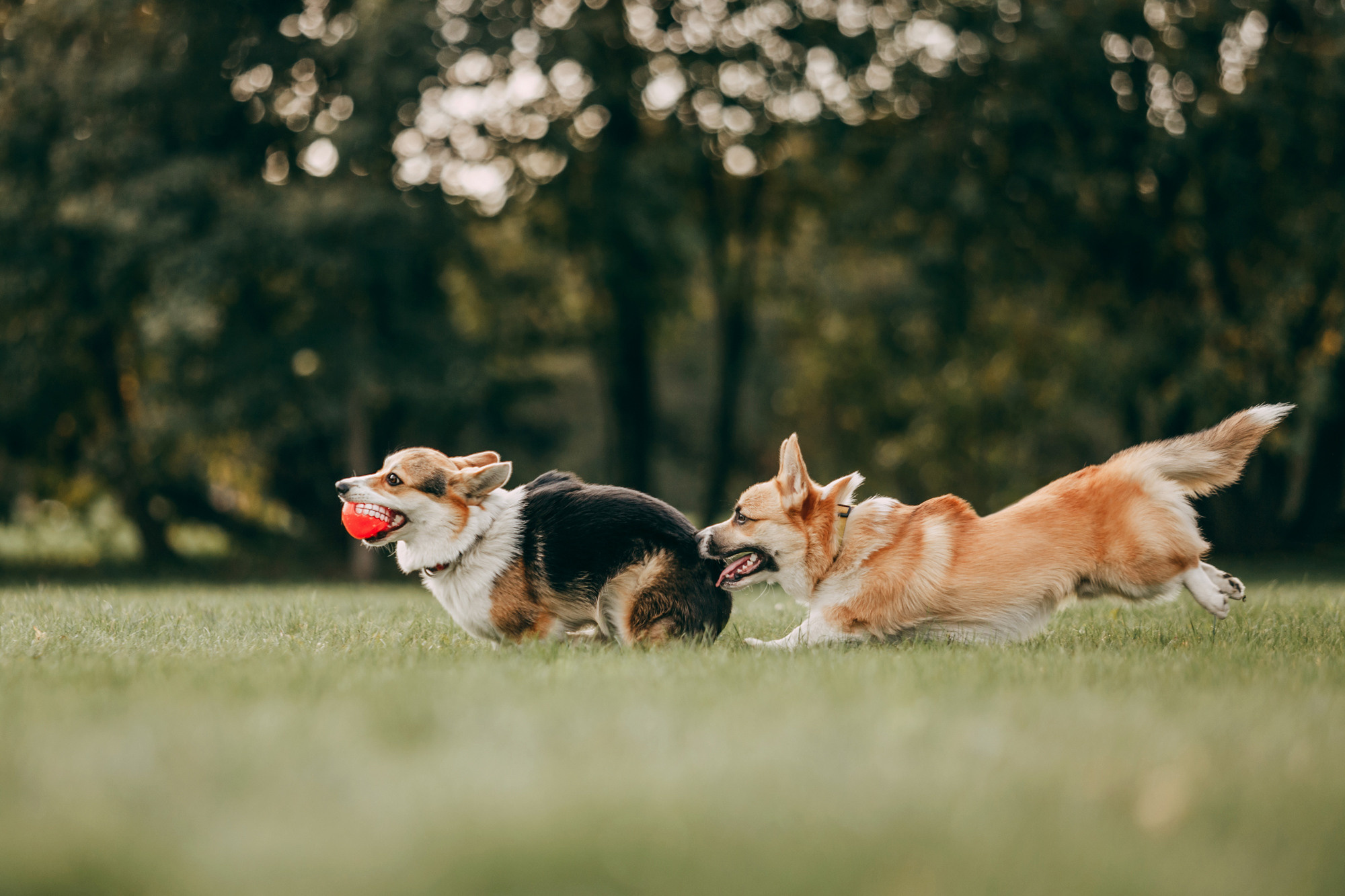 День рождения Габи. Фотограф-анималист Елена Радченко, Москва
