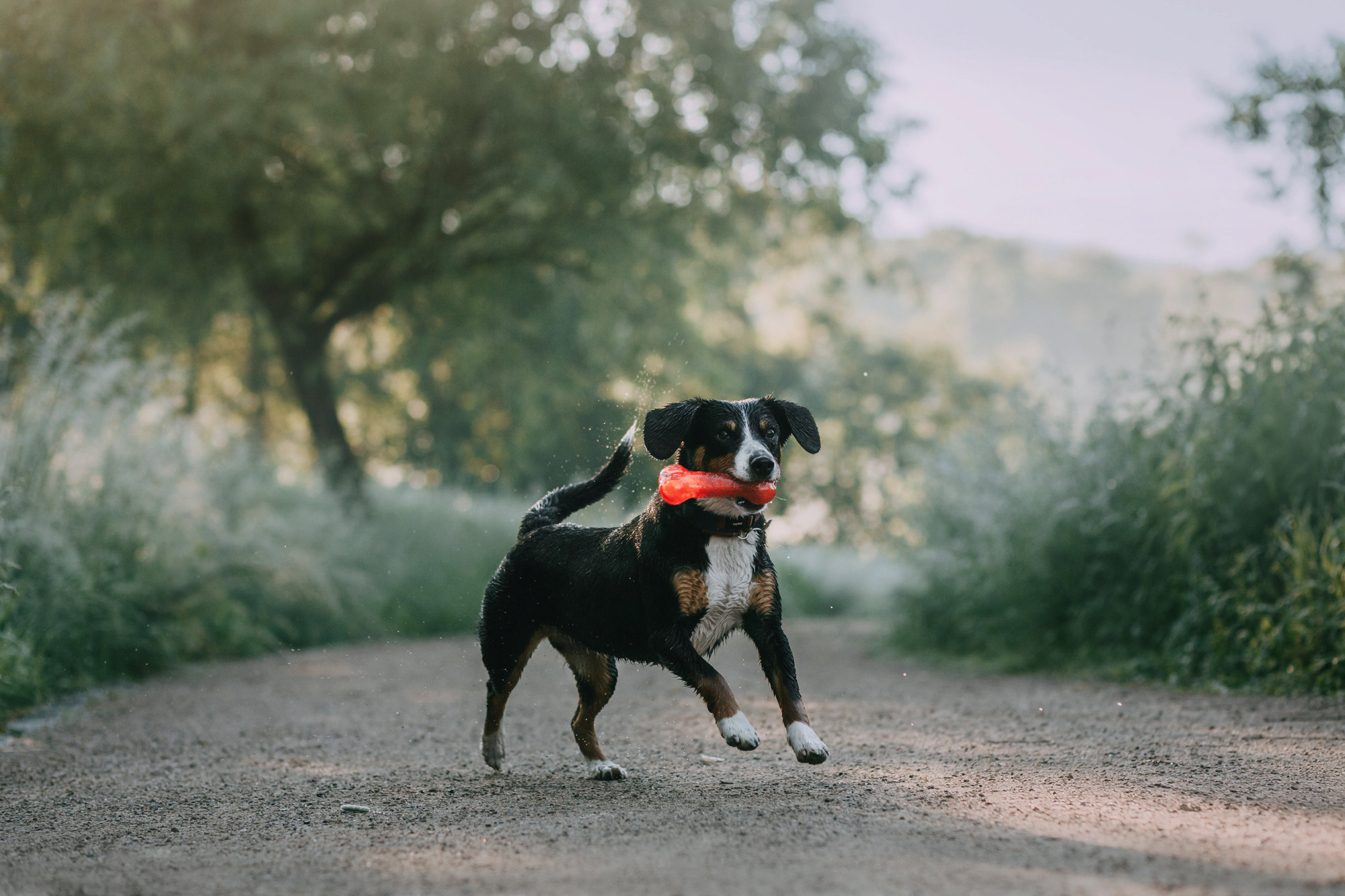 Лида и Яра. Фотограф-анималист Елена Радченко, Москва