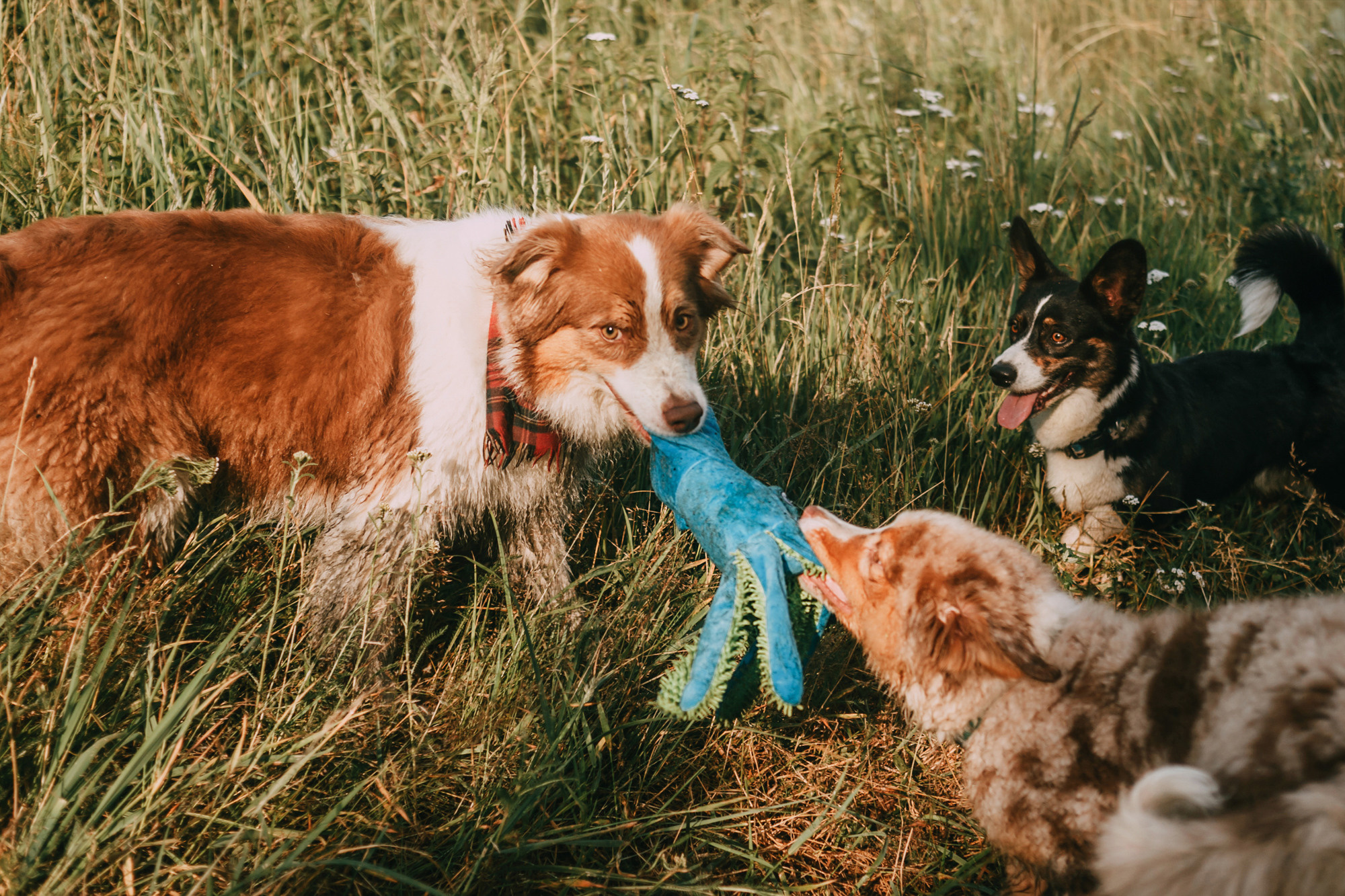 День рождения Морошки. Фотограф-анималист Елена Радченко, Москва