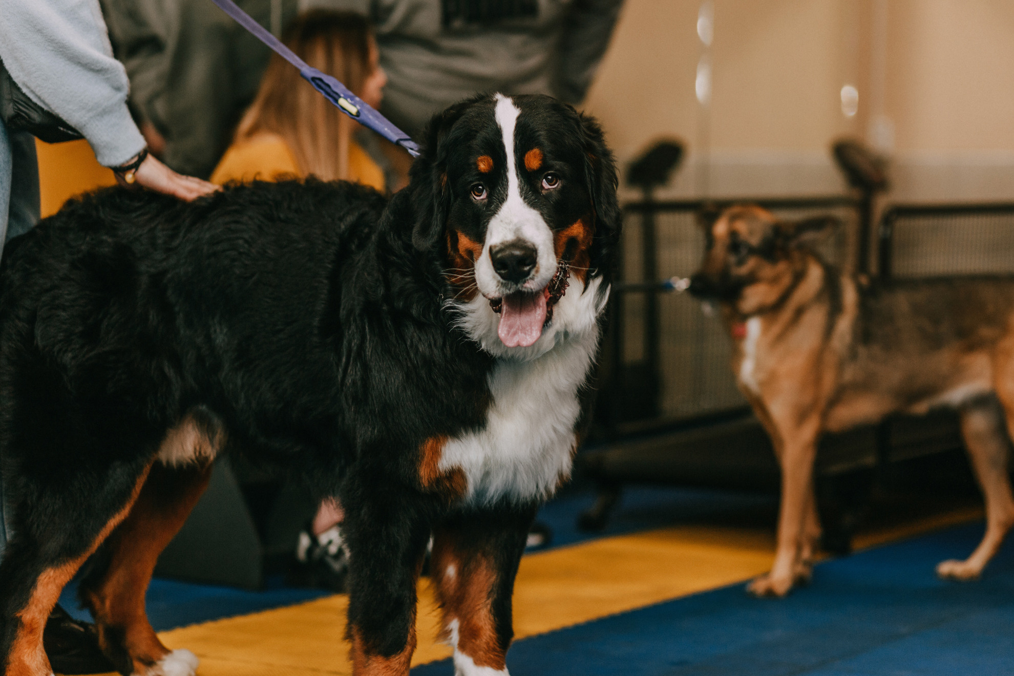Собачий Новый год. Фотограф-анималист Елена Радченко, Москва