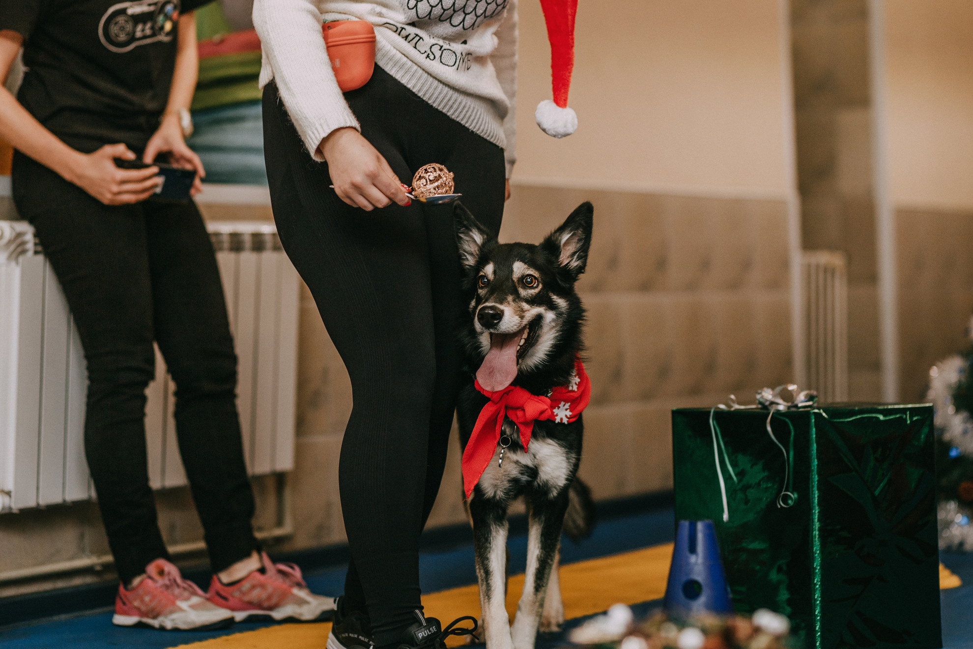 Собачий Новый год. Фотограф-анималист Елена Радченко, Москва