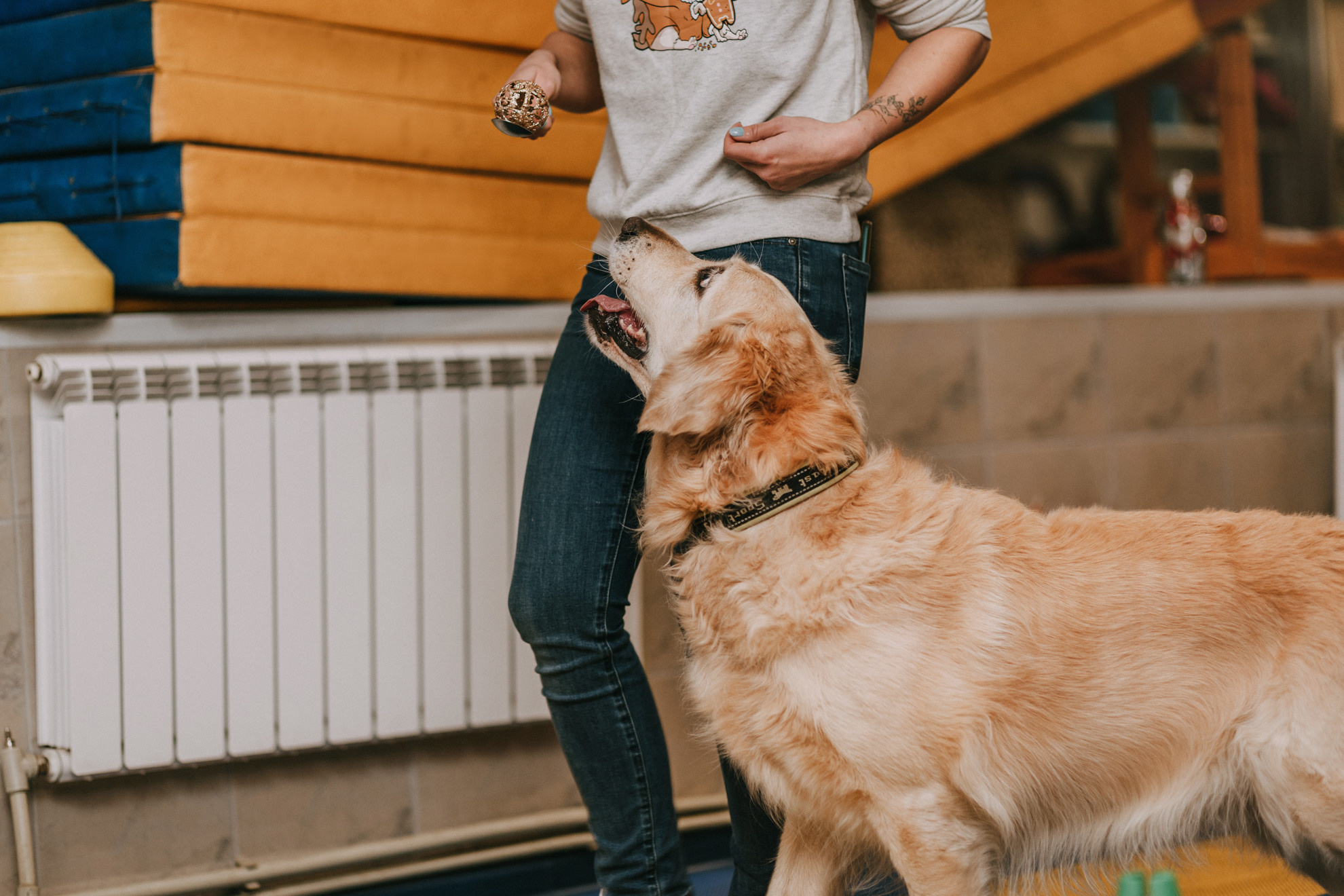 Собачий Новый год. Фотограф-анималист Елена Радченко, Москва