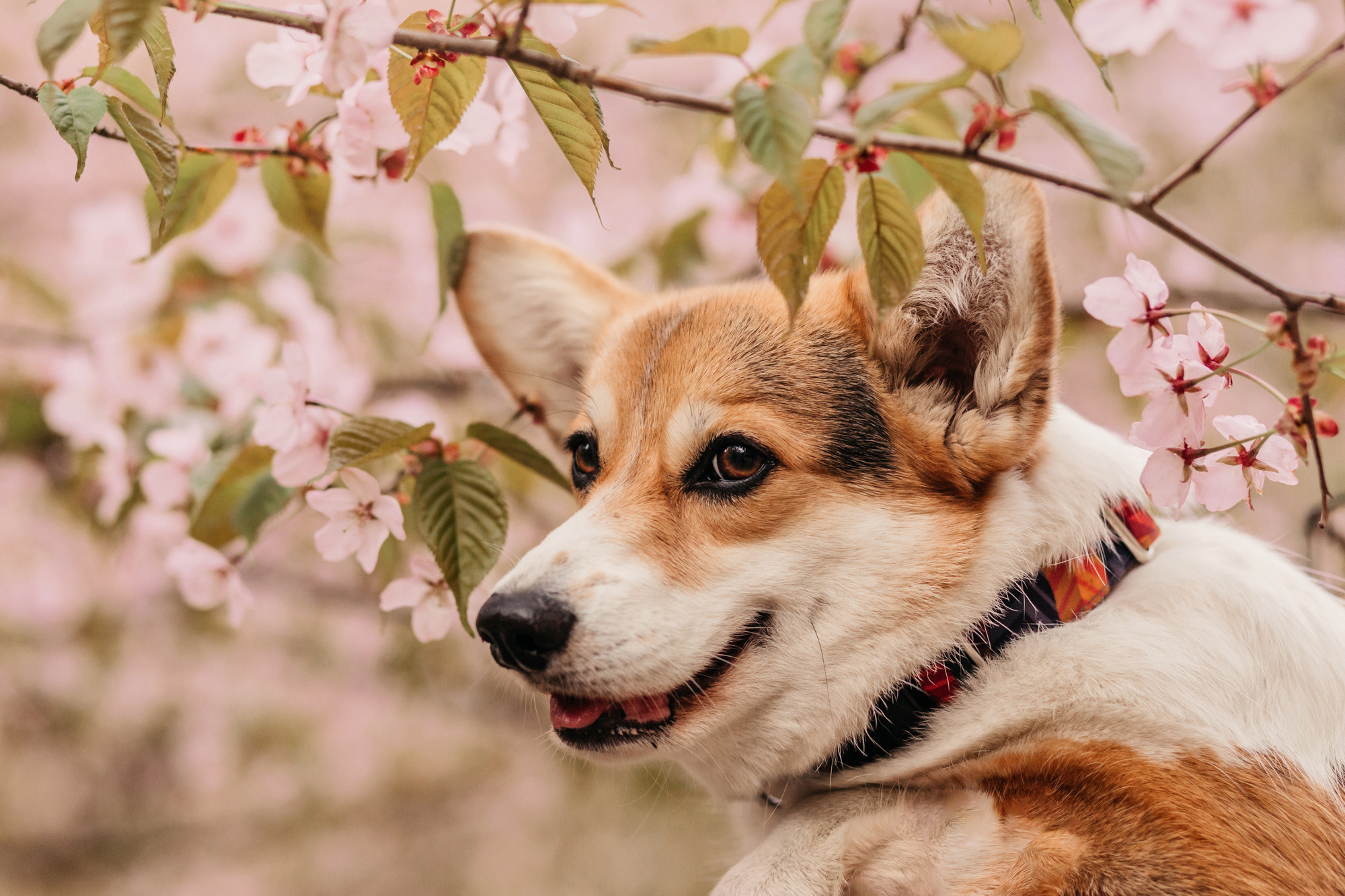 Анна, Рустам и Габи. Фотограф-анималист Елена Радченко, Москва